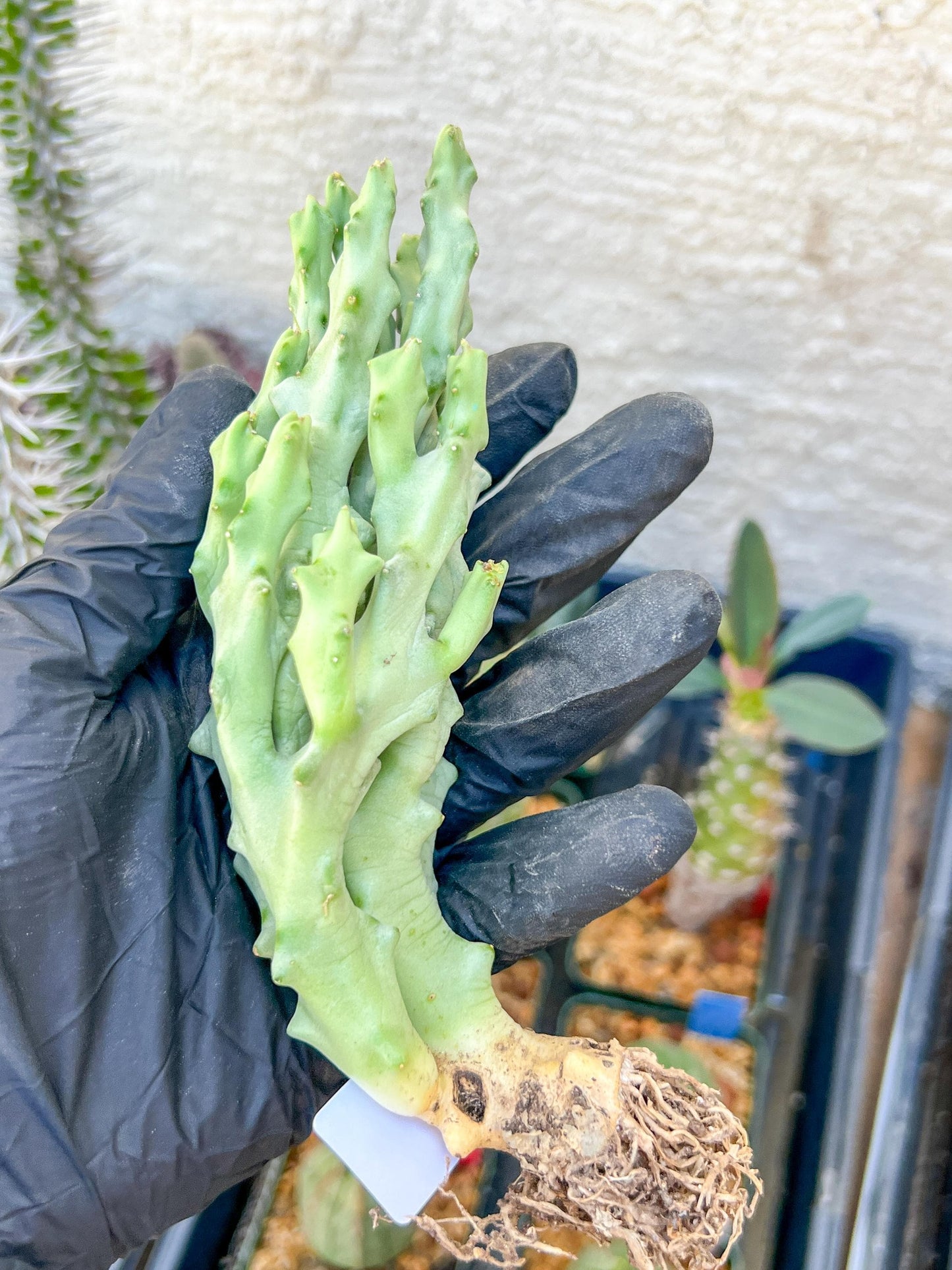 Caralluma Socotrana (#V8) | Rare Cactus | Starfish Flower | 5~6 Inch Tall