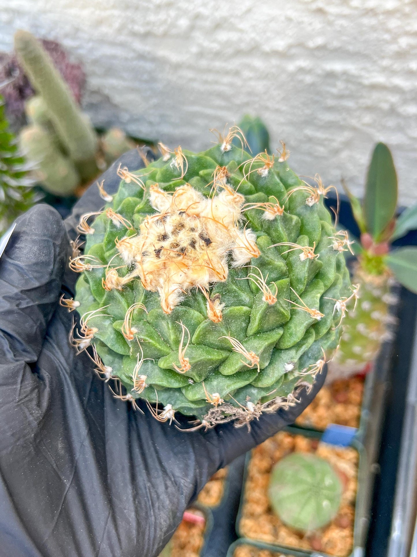 echeveria Cactus (#1~2) | Imported Cactus | Rare Succulent