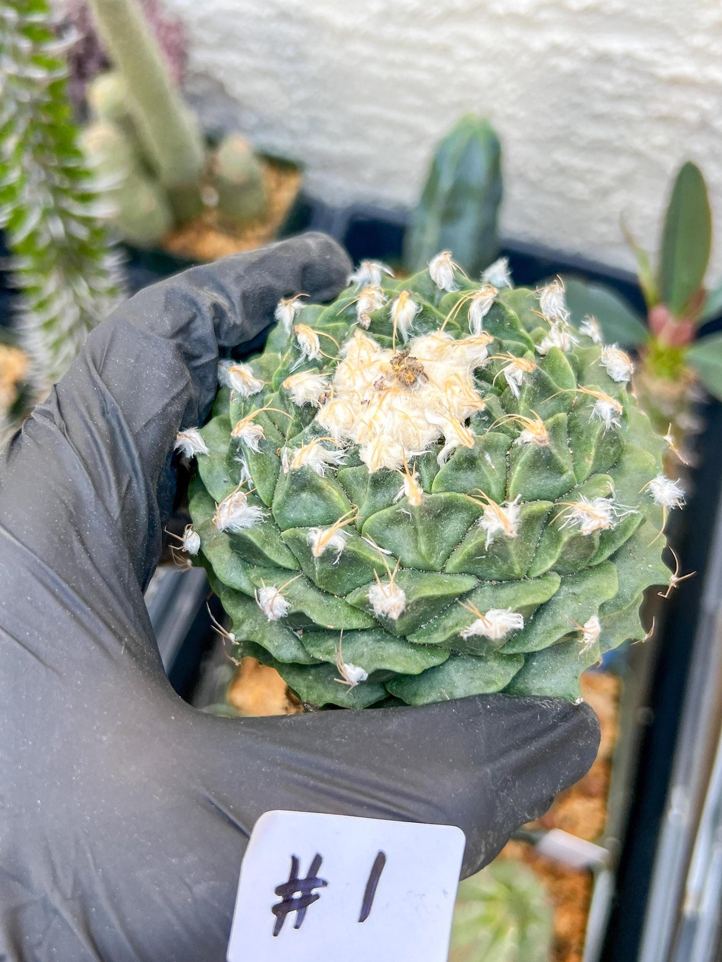 echeveria Cactus (#1~2) | Imported Cactus | Rare Succulent