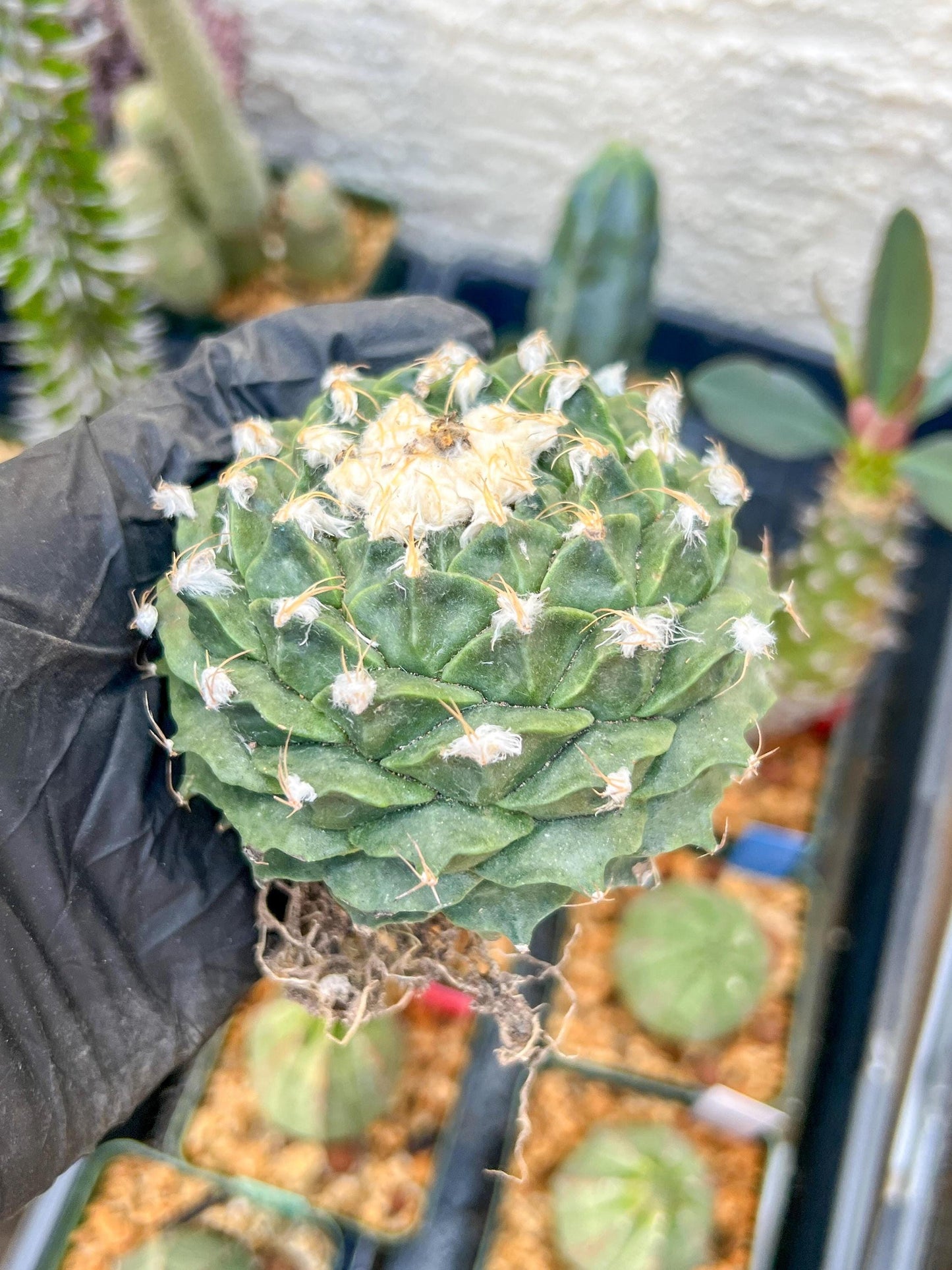 echeveria Cactus (#1~2) | Imported Cactus | Rare Succulent