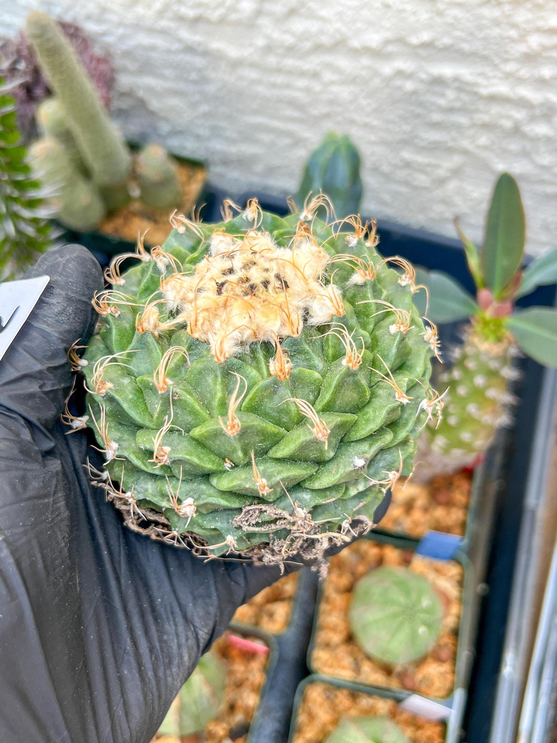rare cactus for sale (#1~2) | Imported | Ehciveria | Hoyas | Sansevieria