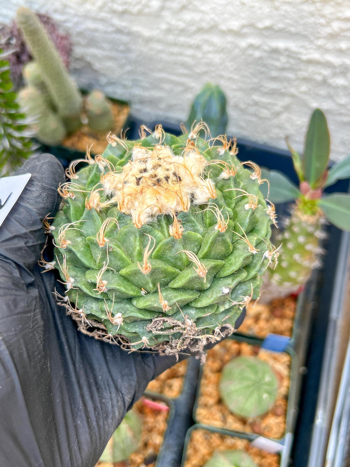 echeveria Cactus (#1~2) | Imported Cactus | Rare Succulent