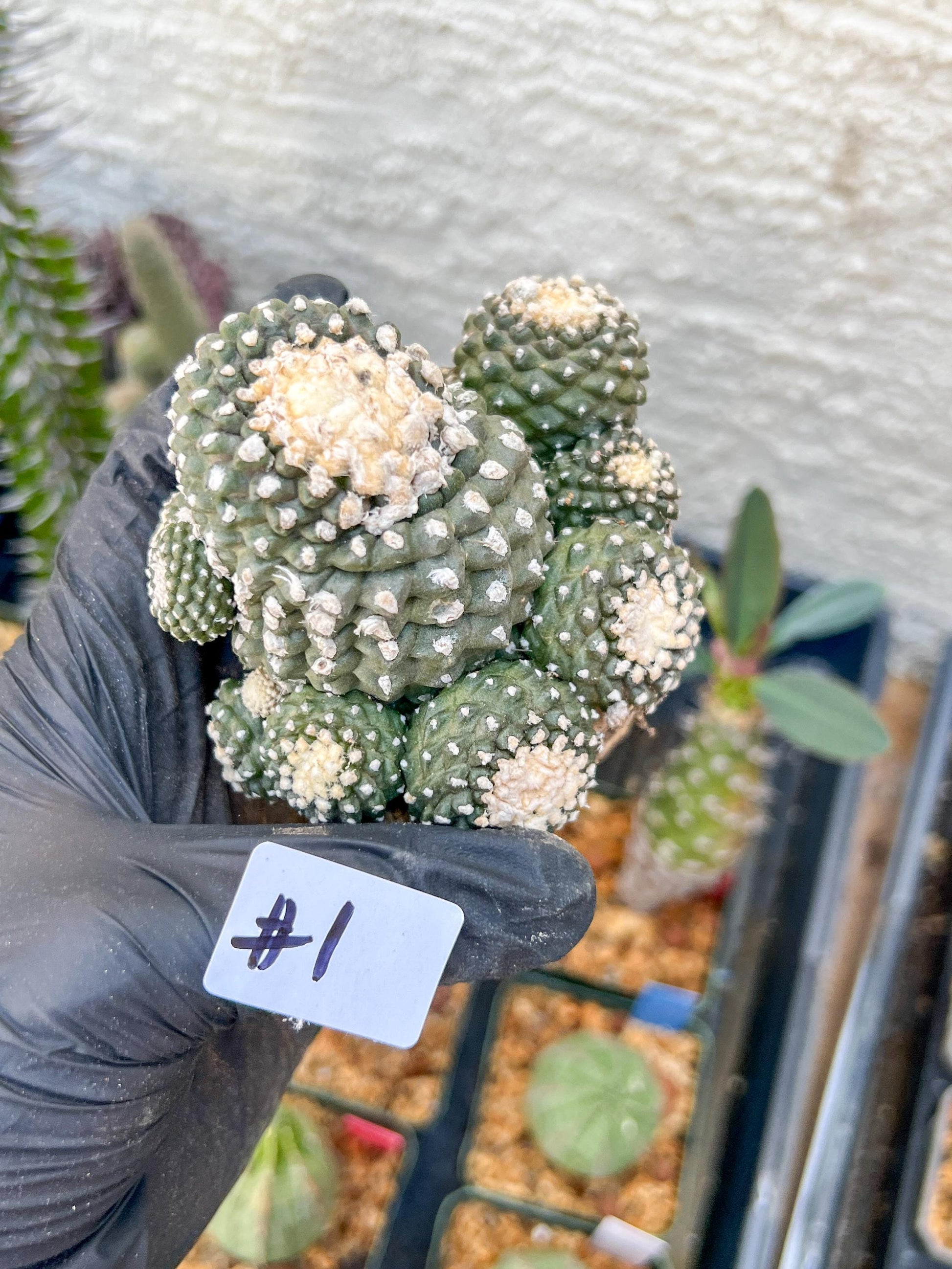 Rare tenuissima v monstose (#1) | Imported Cactus