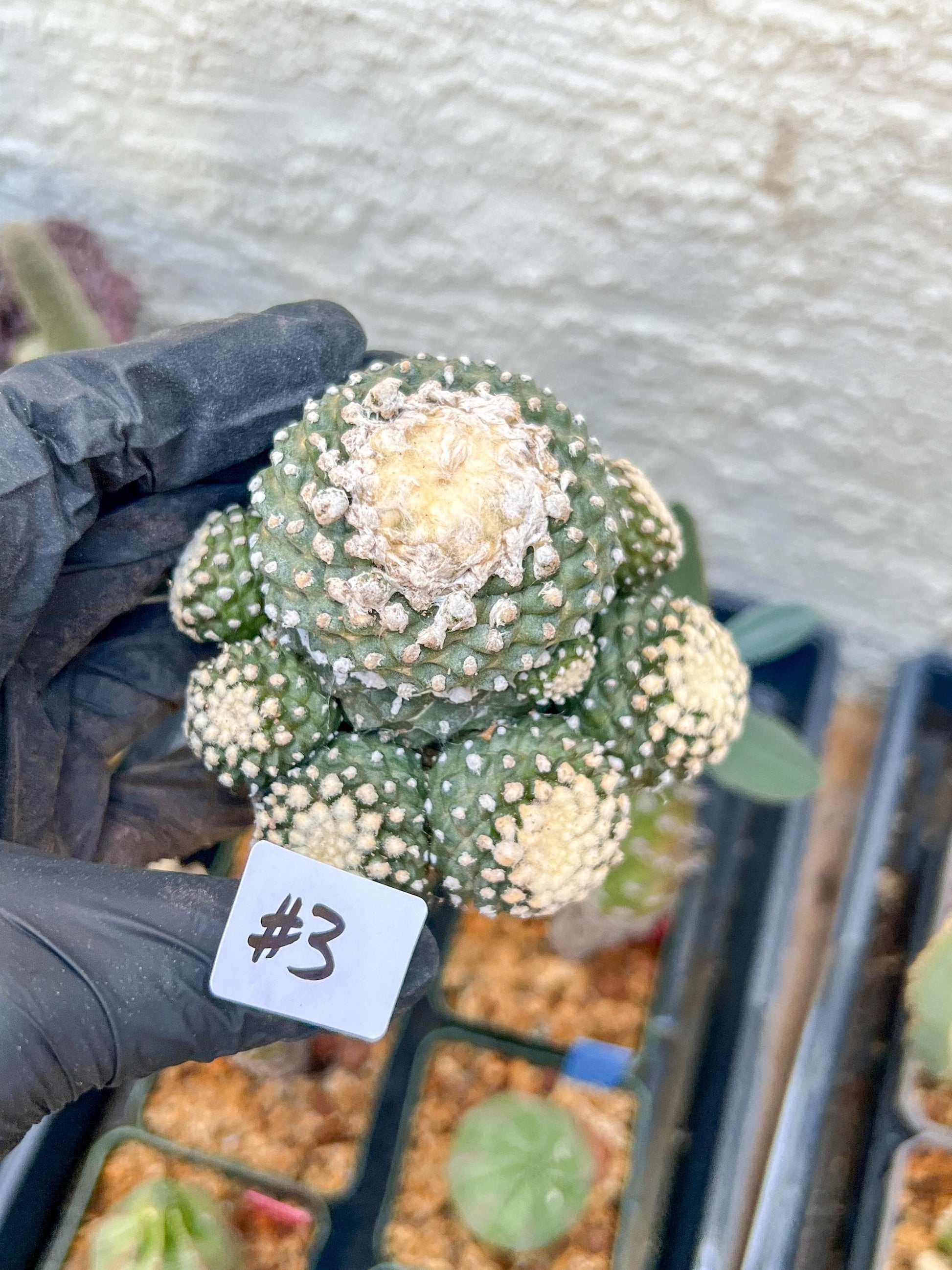 Rare tenuissima v monstose (#3) | Imported Cactus