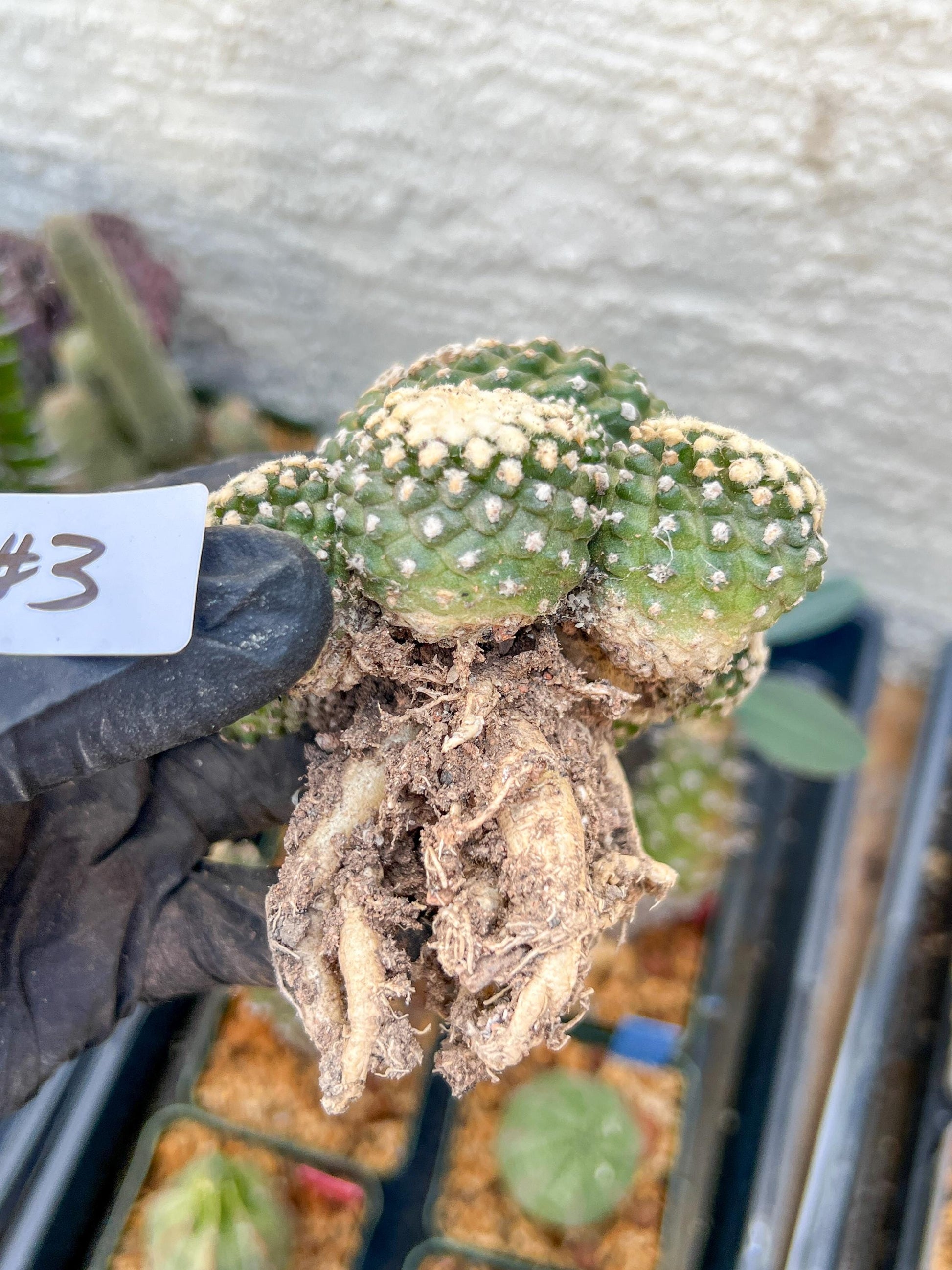 Rare tenuissima v monstose (#3) | Imported Cactus