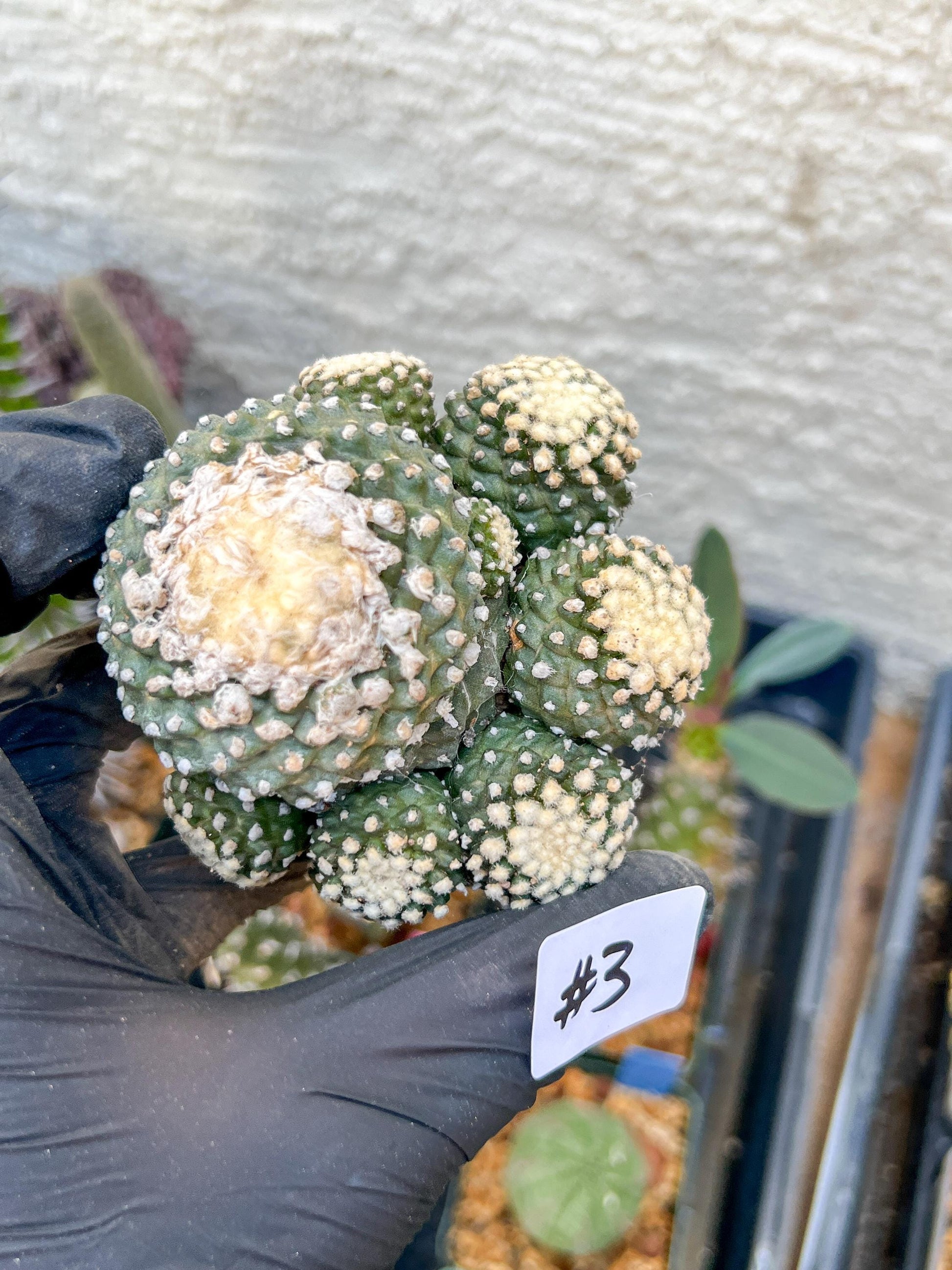 Rare tenuissima v monstose (#3) | Imported Cactus
