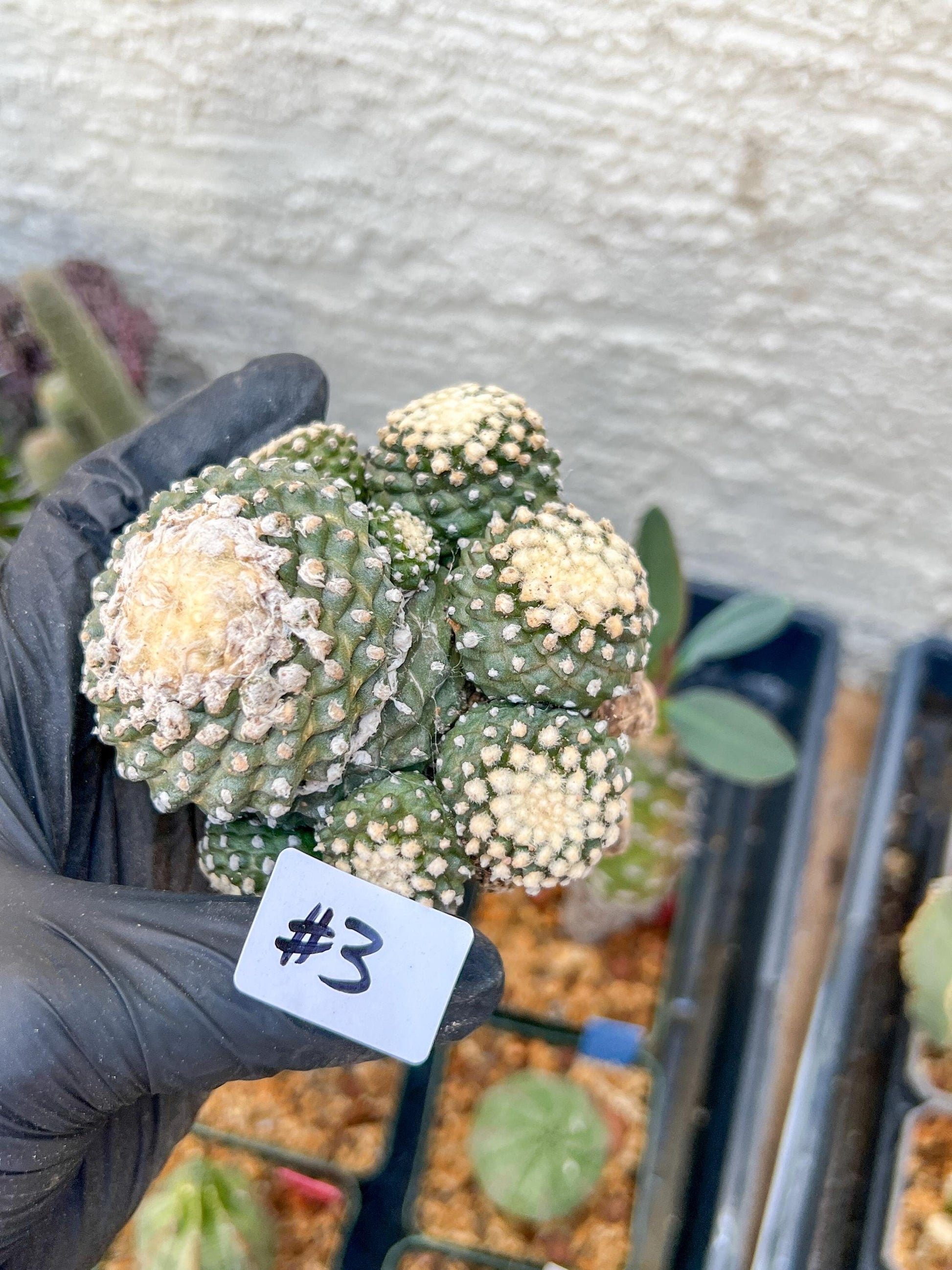 Rare tenuissima v monstose (#3) | Imported Cactus