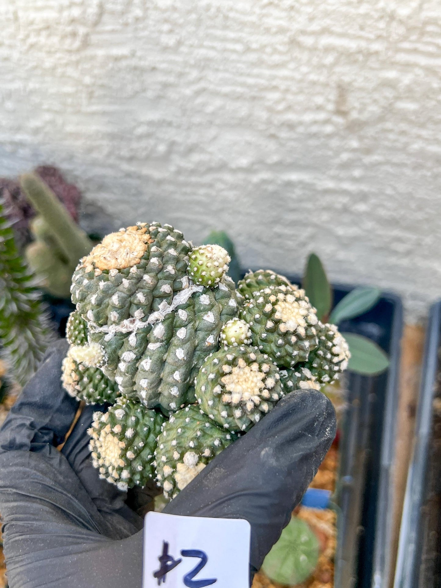 Rare tenuissima v monstose (#2) | Imported Cactus