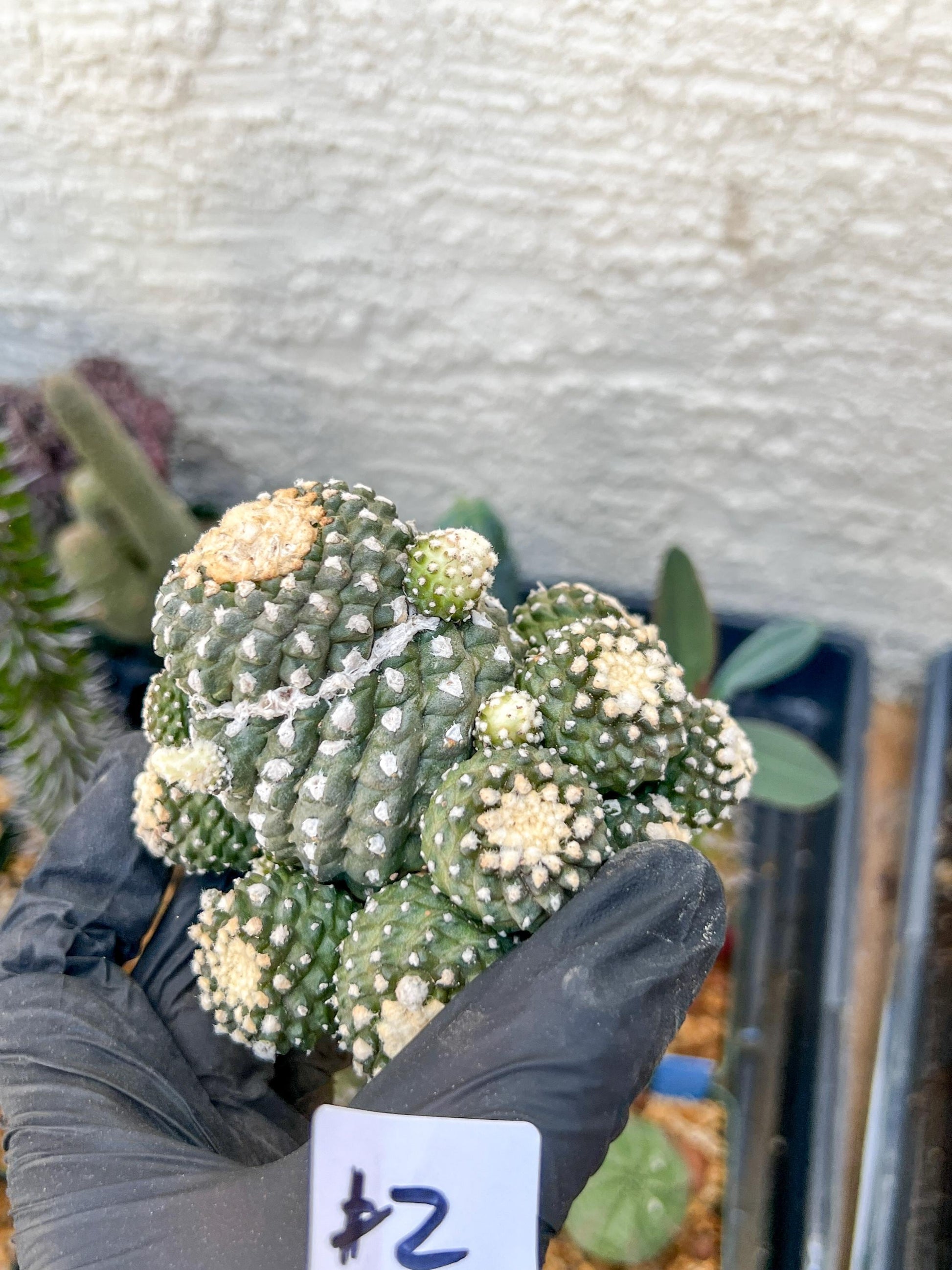 Rare tenuissima v monstose (#2) | Imported Cactus