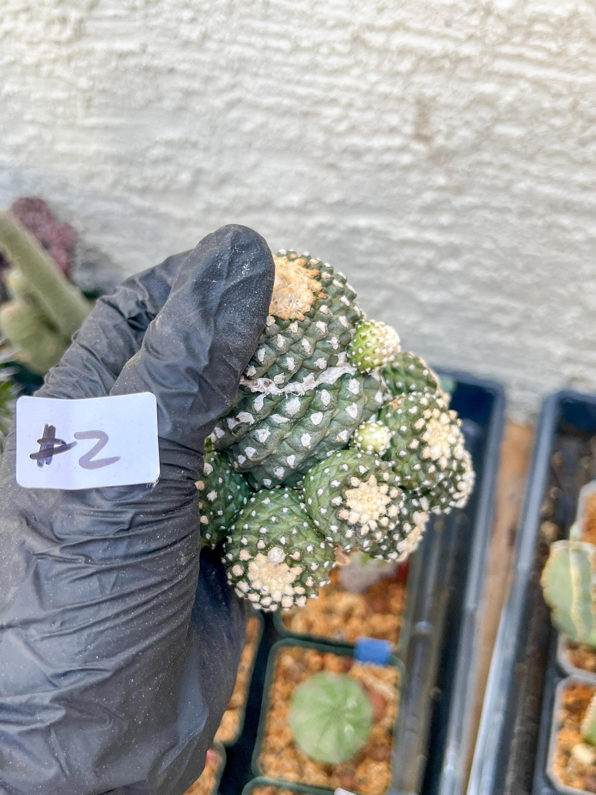 Rare tenuissima v monstose (#2) | Imported Cactus