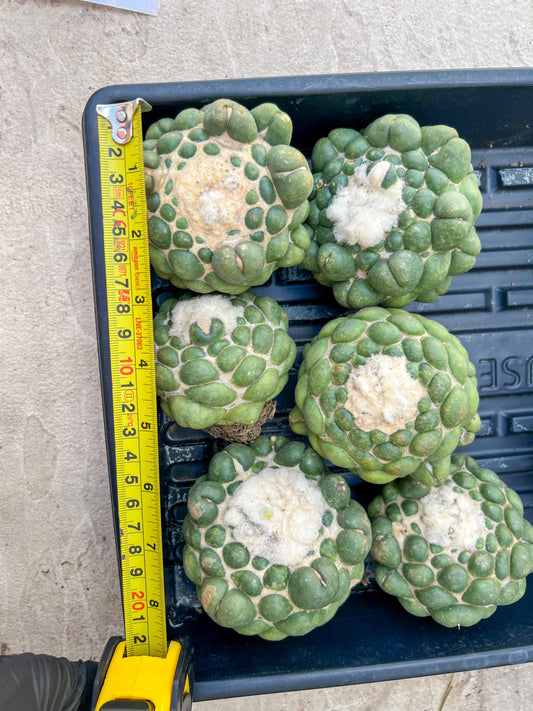 Mature Coryphantha Elephantidens cv. Inermis (#4) | Imported Plants