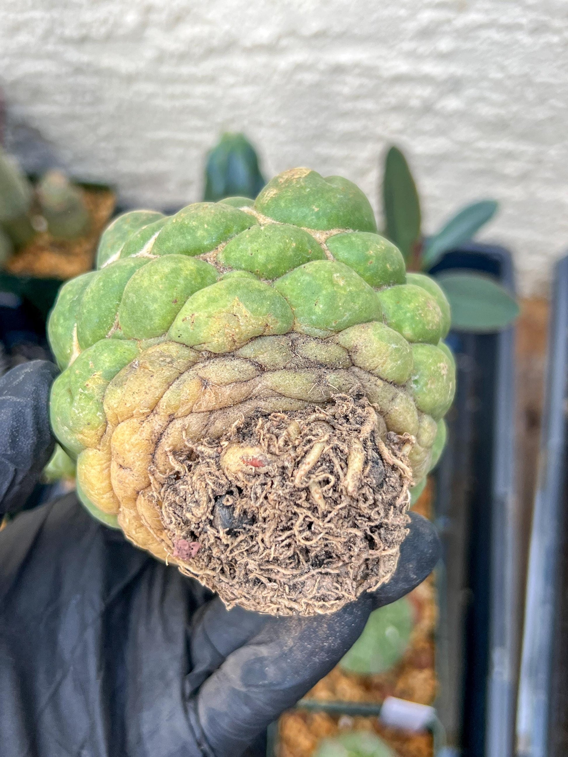 Mature Coryphantha Elephantidens cv. Inermis (#3) | Imported Plants