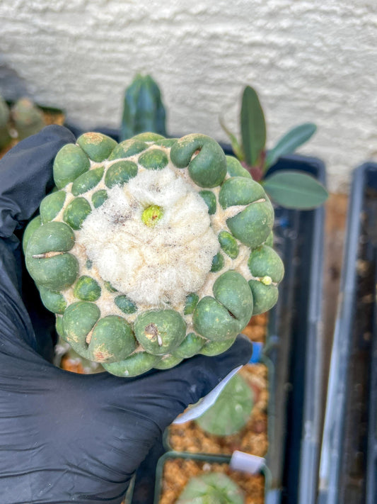 Mature Coryphantha Elephantidens cv. Inermis (#3) | Imported Plants