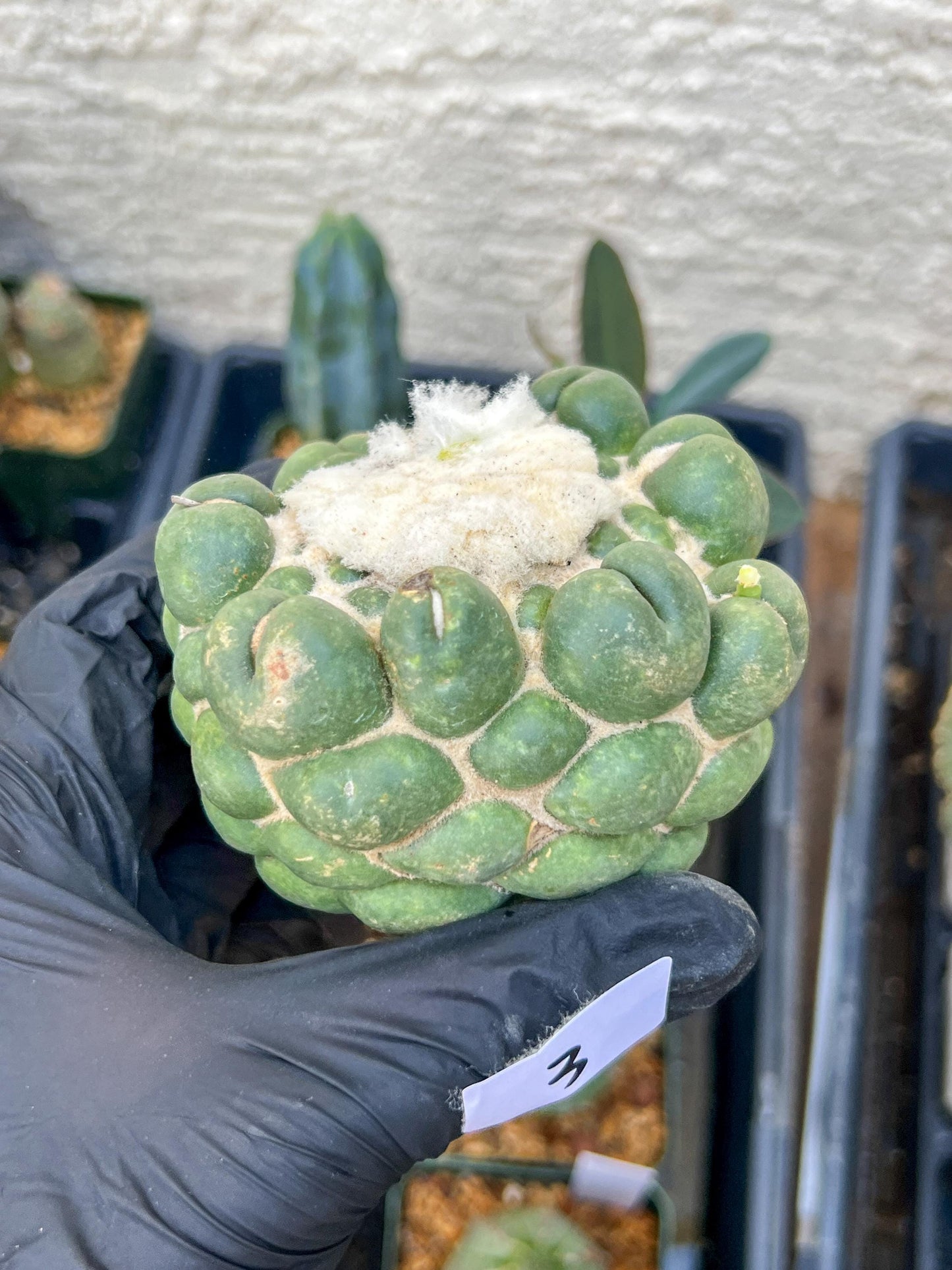 Mature Coryphantha Elephantidens cv. Inermis (#3) | Imported Plants