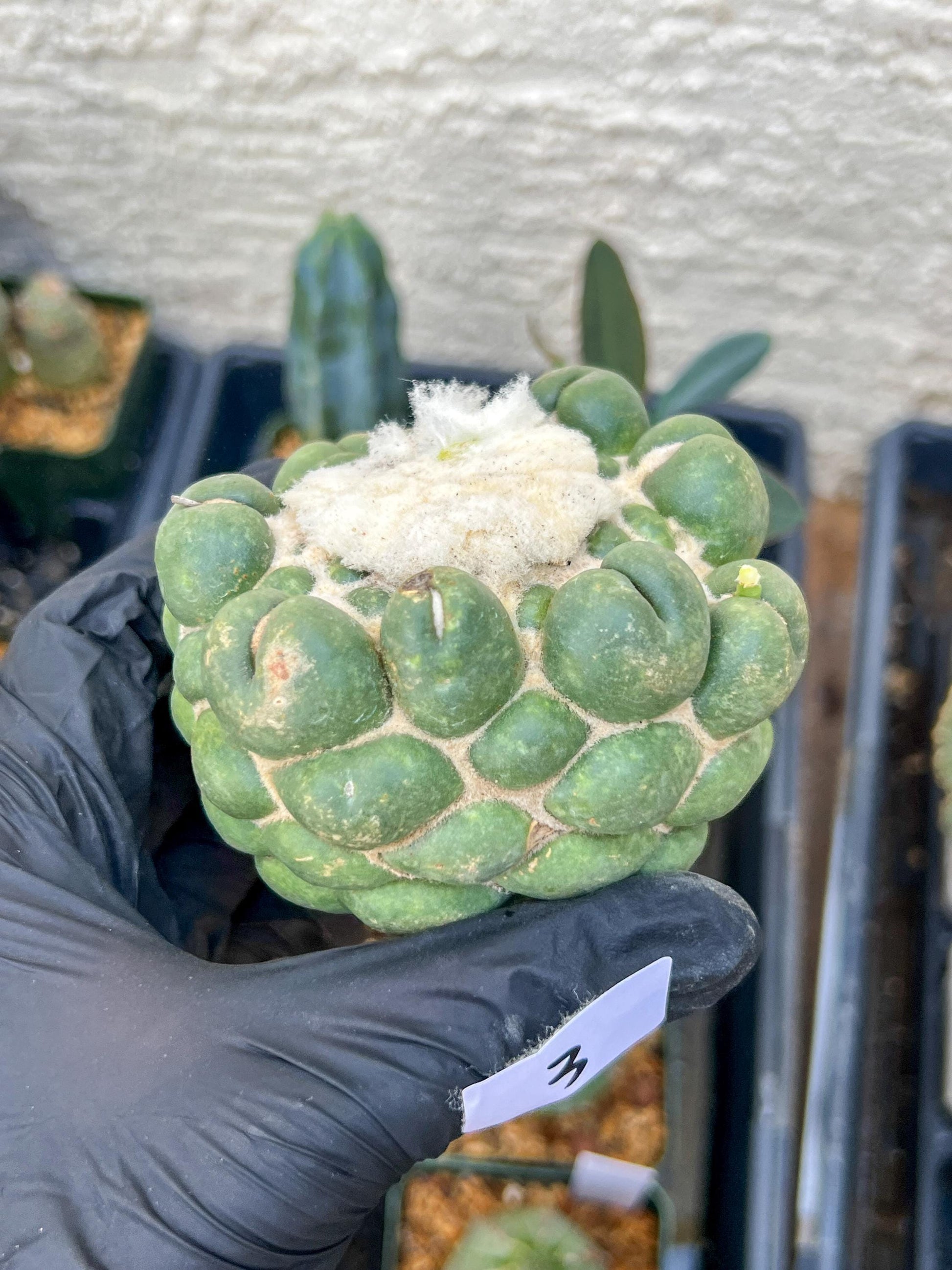 Mature Coryphantha Elephantidens cv. Inermis (#3) | Imported Plants