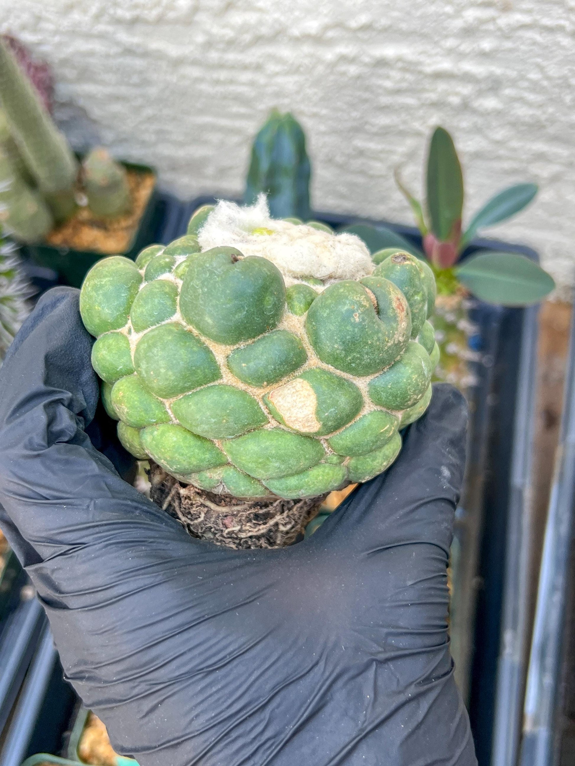 Mature Coryphantha Elephantidens cv. Inermis (#3) | Imported Plants