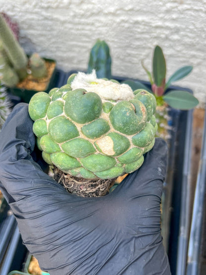 Mature Coryphantha Elephantidens cv. Inermis (#3) | Imported Plants