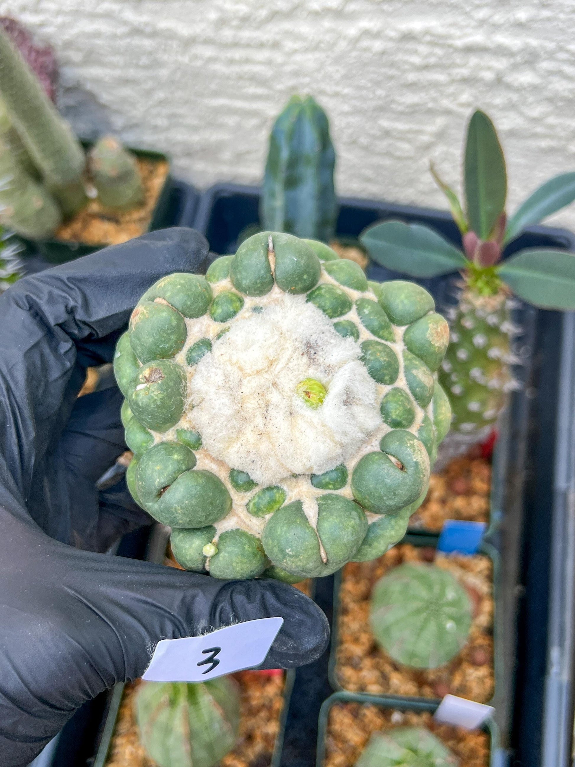 Mature Coryphantha Elephantidens cv. Inermis (#3) | Imported Plants