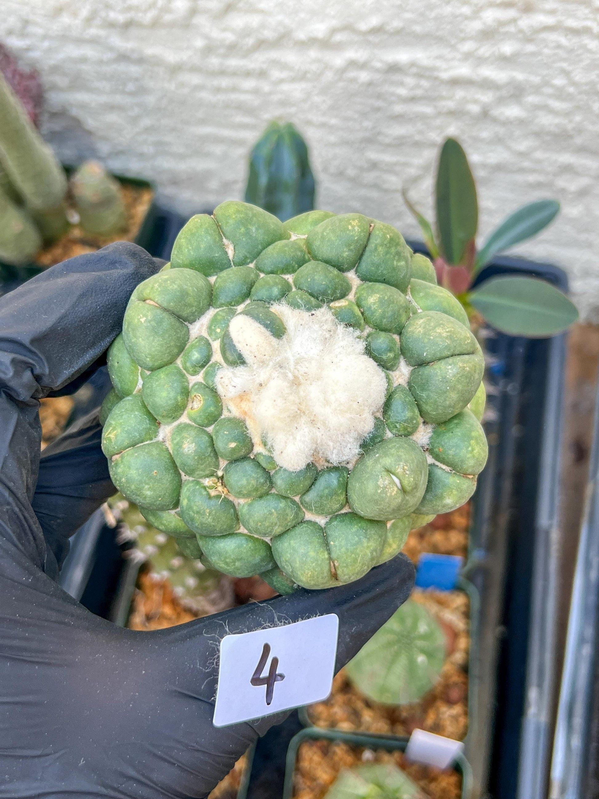 Mature Coryphantha Elephantidens cv. Inermis (#4) | Imported Plants