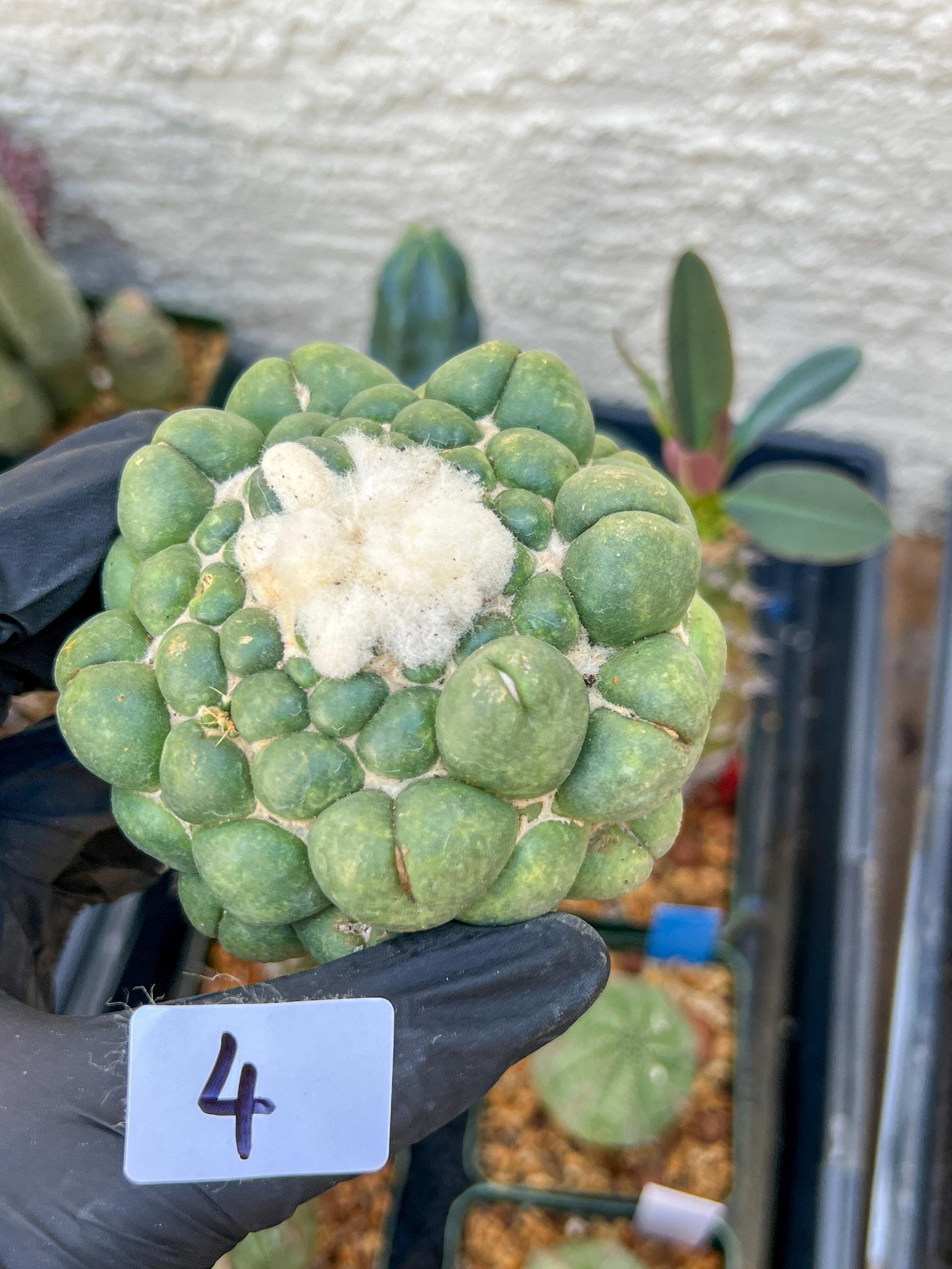 Mature Coryphantha Elephantidens cv. Inermis (#4) | Imported Plants