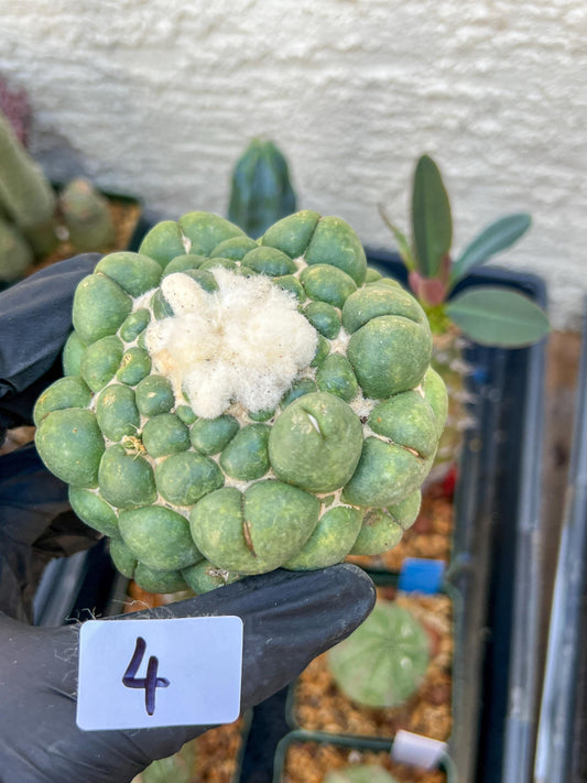 Mature Coryphantha Elephantidens cv. Inermis (#4) | Imported Plants