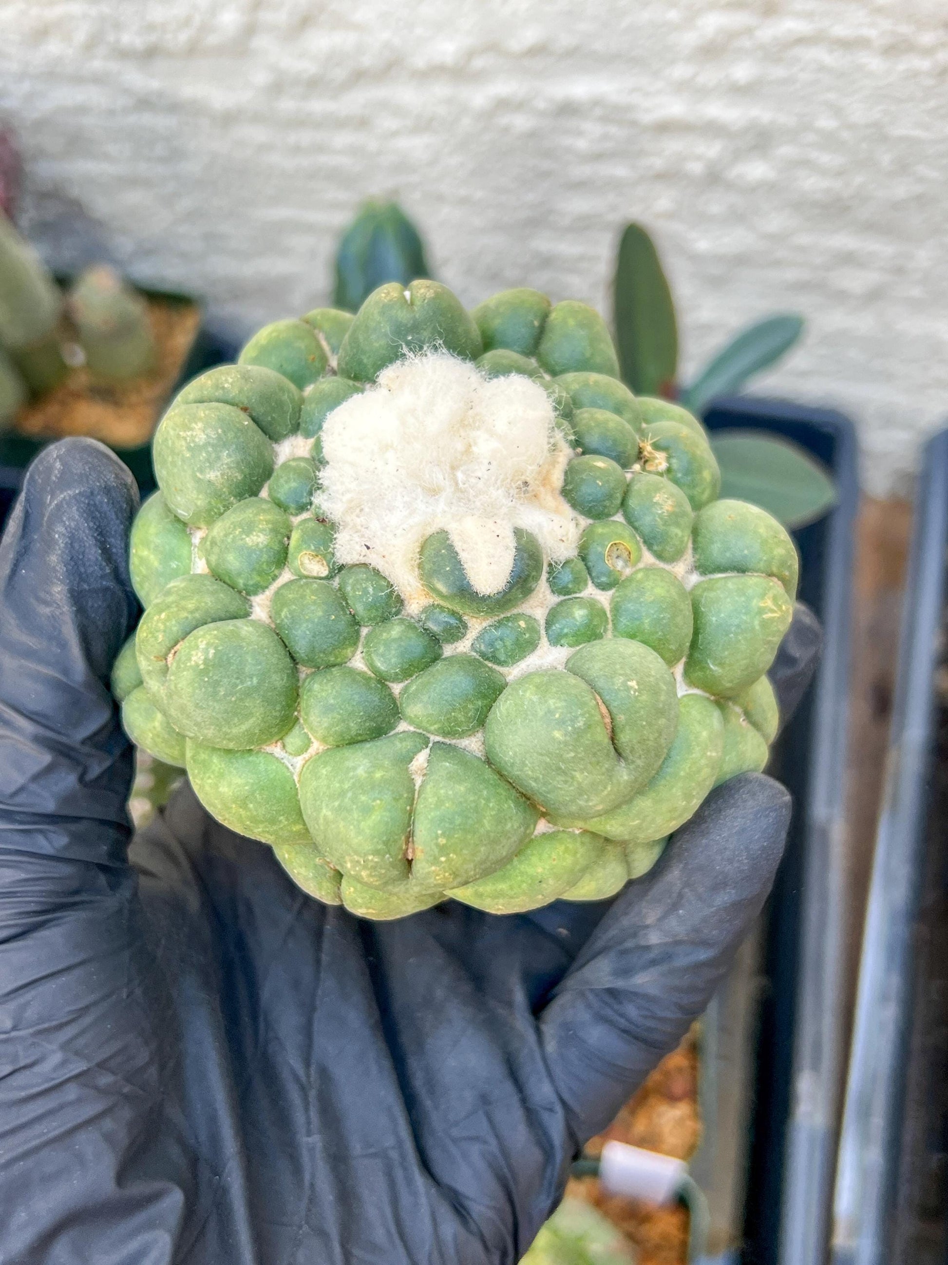 Mature Coryphantha Elephantidens cv. Inermis (#4) | Imported Plants