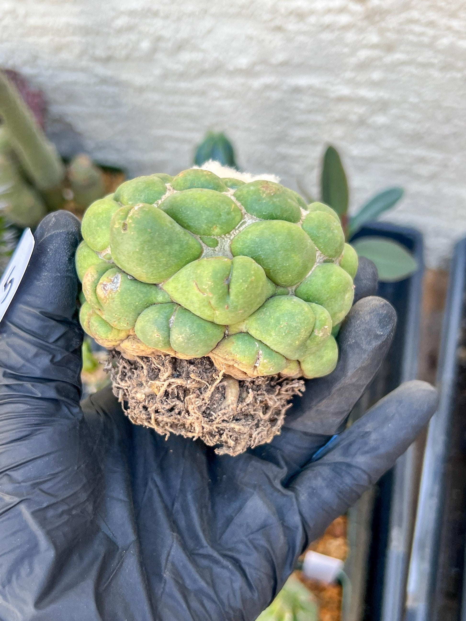 Rare Coryphantha Elephantidens cv. Inermis (#5) | Imported Plants