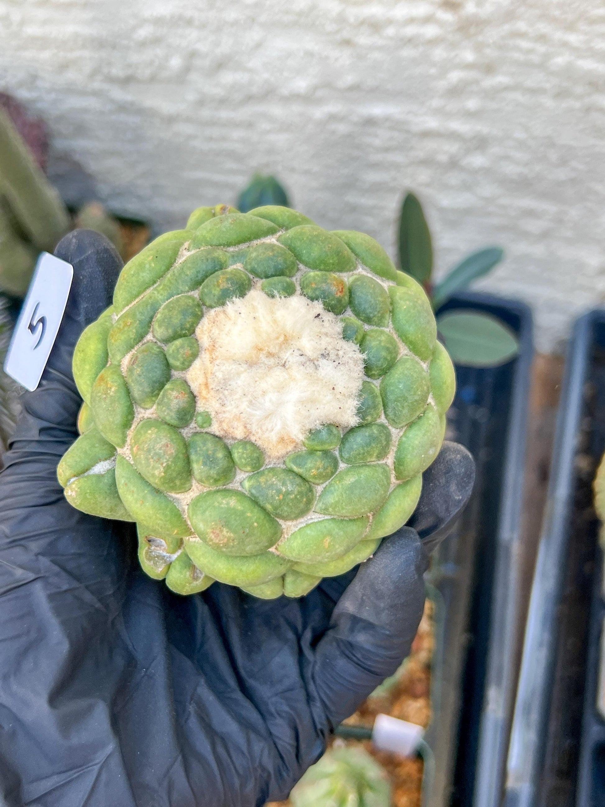 Rare Coryphantha Elephantidens cv. Inermis (#5) | Imported Plants