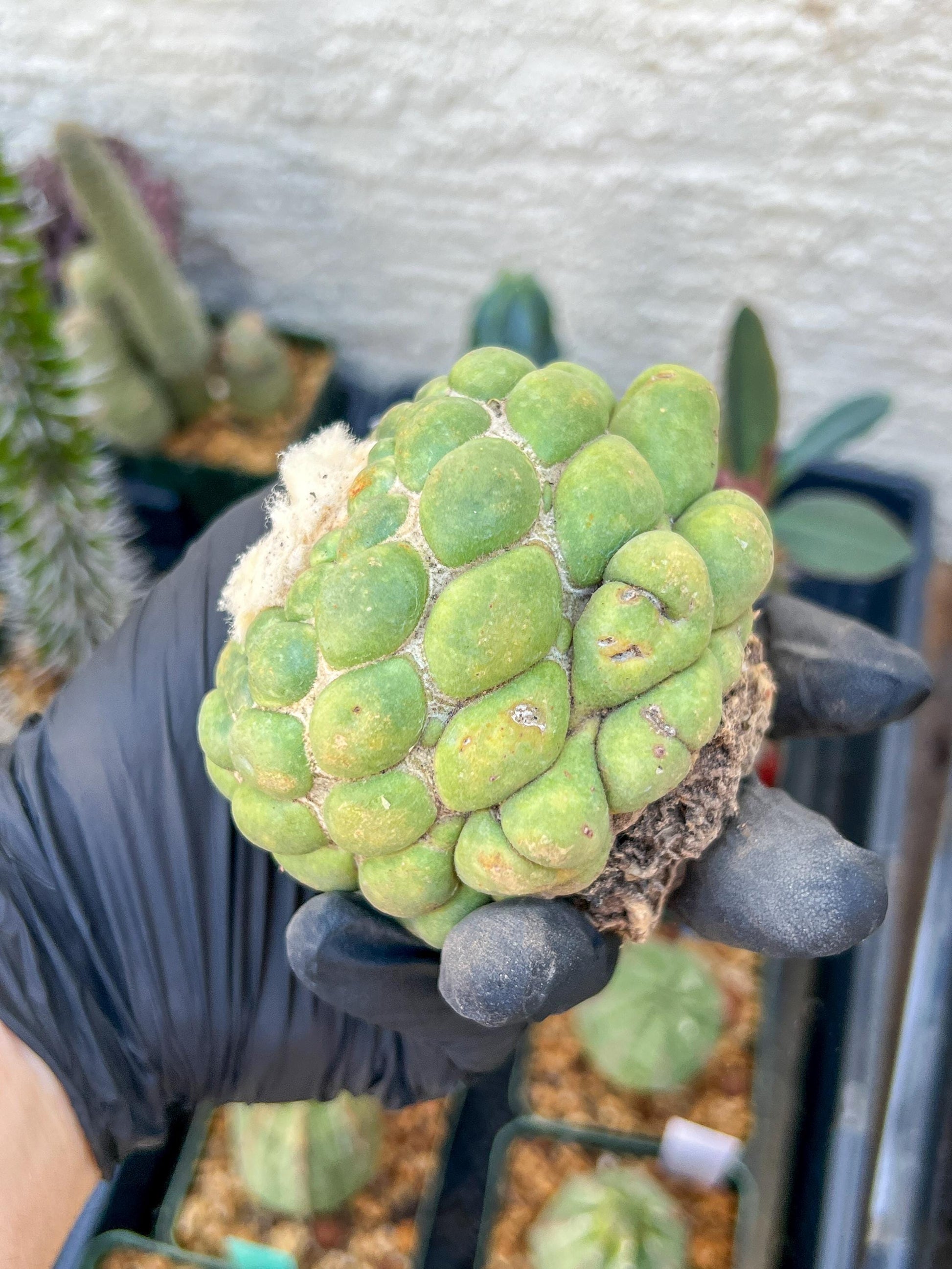 Rare Coryphantha Elephantidens cv. Inermis (#5) | Imported Plants