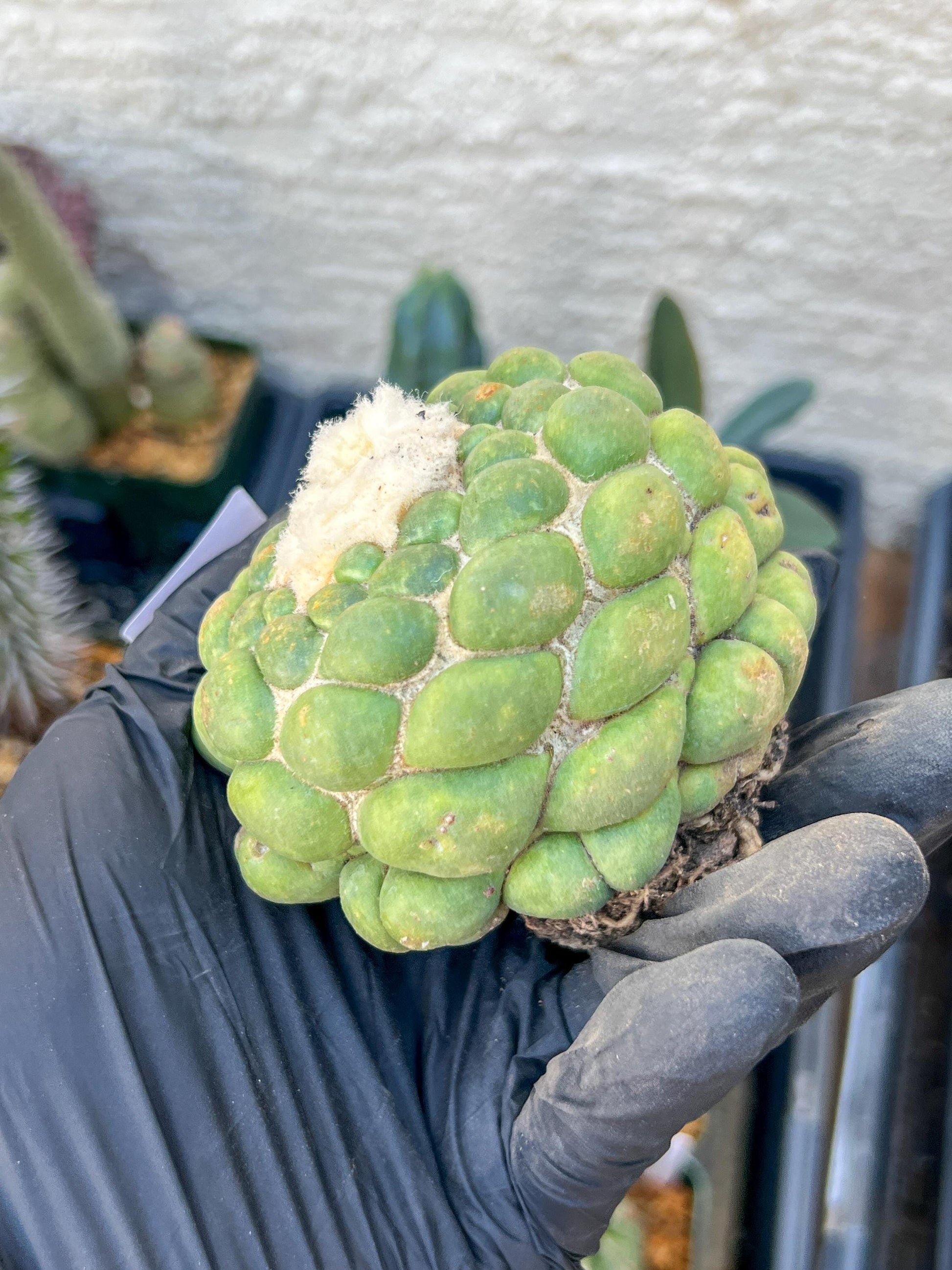 Rare Coryphantha Elephantidens cv. Inermis (#5) | Imported Plants