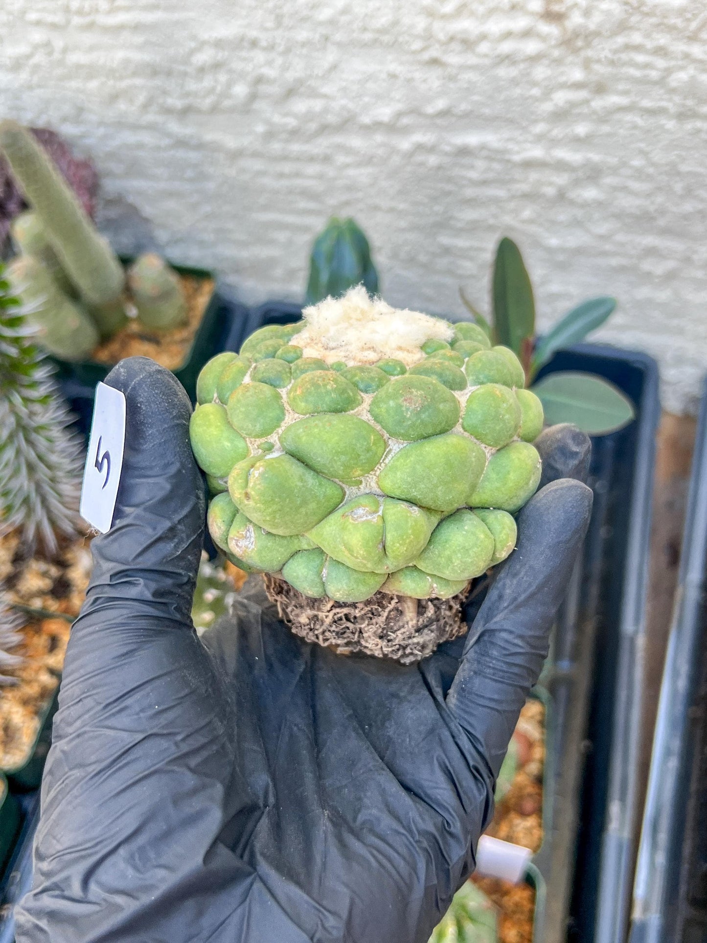 Rare Coryphantha Elephantidens cv. Inermis (#5) | Imported Plants
