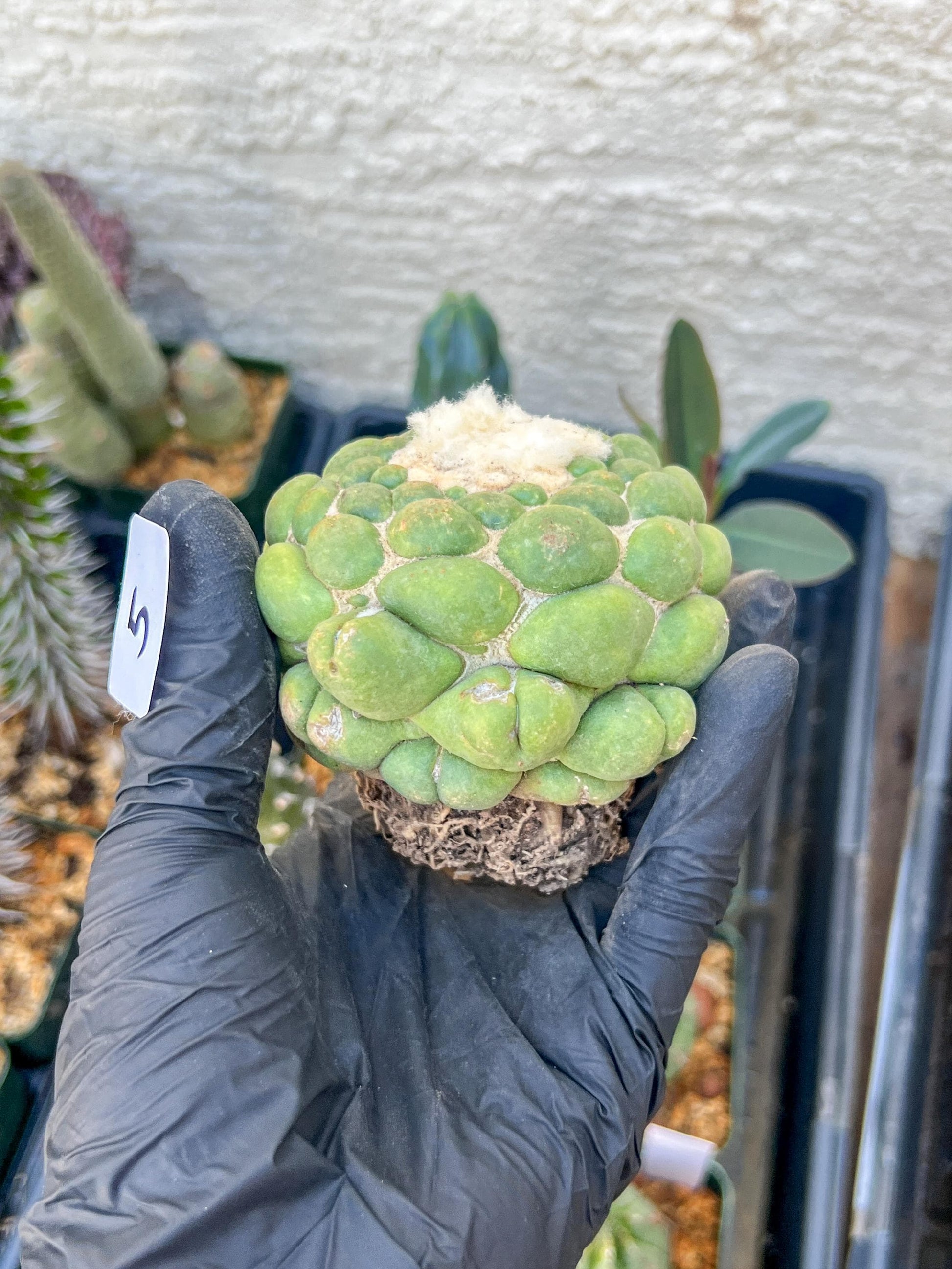 Rare Coryphantha Elephantidens cv. Inermis (#5) | Imported Plants