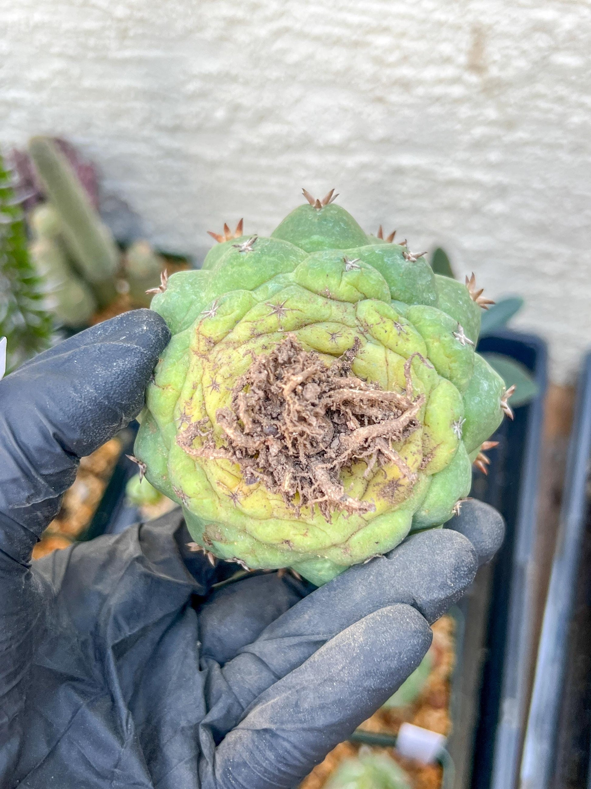 Coryphantha Elephantidens Var. Tanshi (G-Y) | Imported Cactus