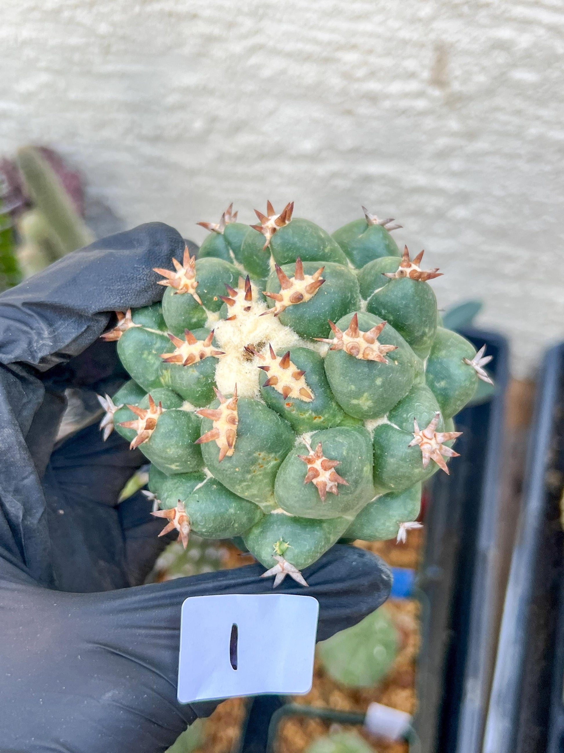 Coryphantha Elephantidens Var. Tanshi (G-Y) | Imported Cactus
