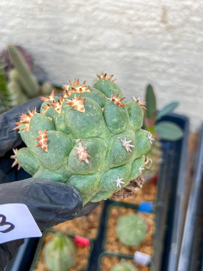 Coryphantha Elephantidens Var. Tanshi (G-Y) | Imported Cactus