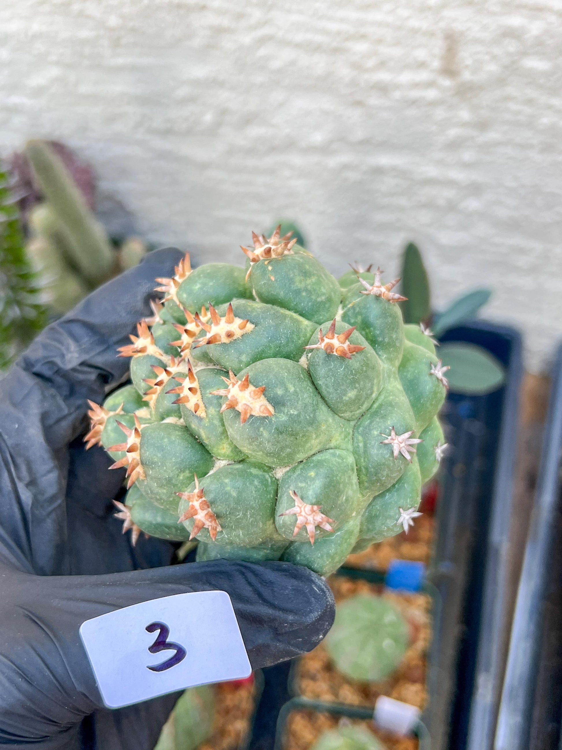 Coryphantha Elephantidens Var. Tanshi (G-Y) | Imported Cactus