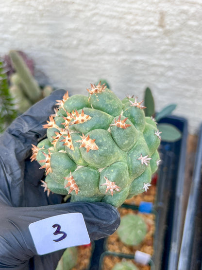 Coryphantha Elephantidens Var. Tanshi (G-Y) | Imported Cactus