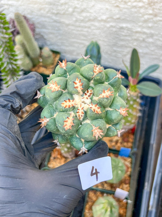 Mature Coryphantha Tanshi (#4) | Imported Cactus
