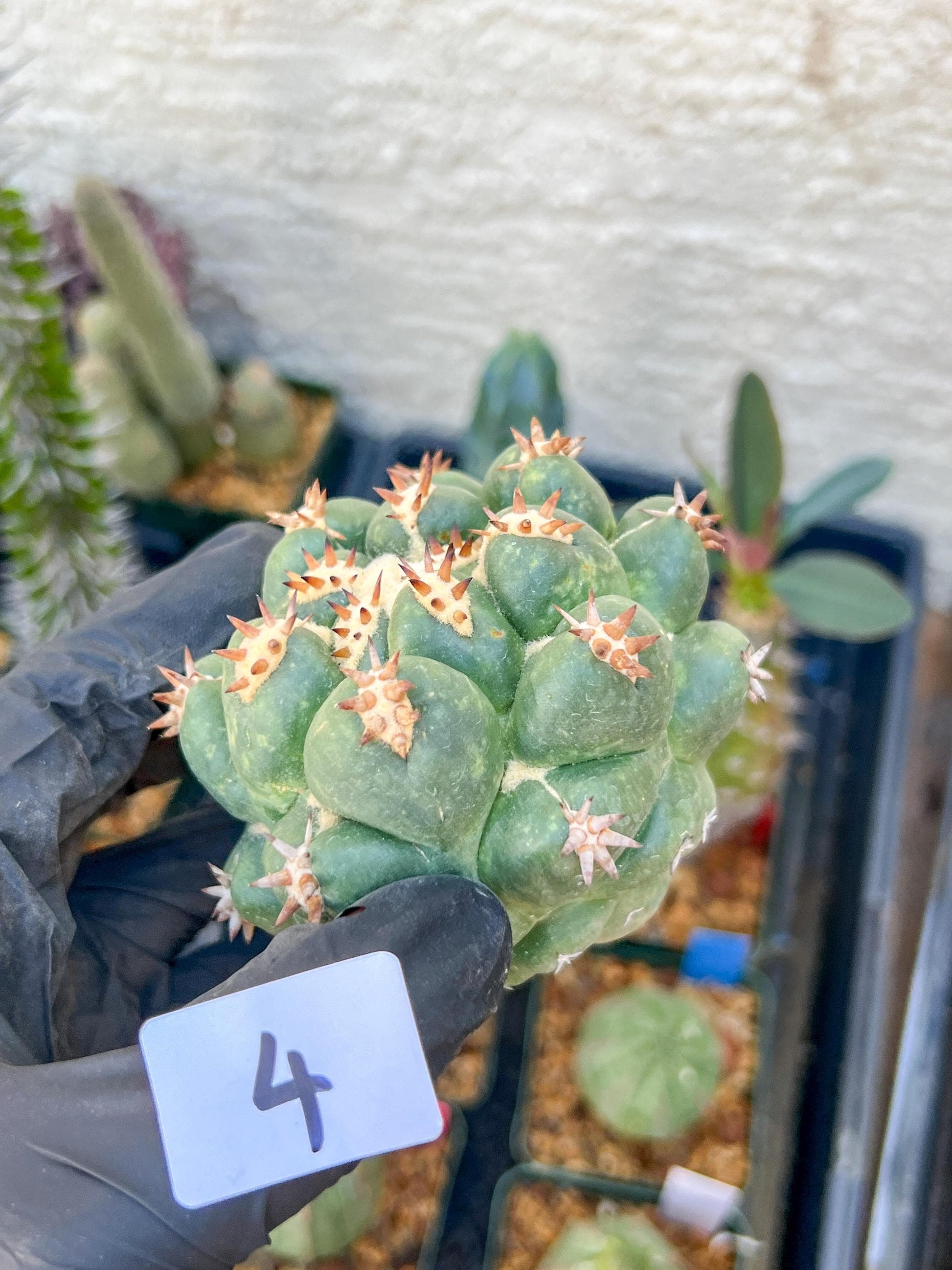 Mature Coryphantha Tanshi (#4) | Imported Cactus