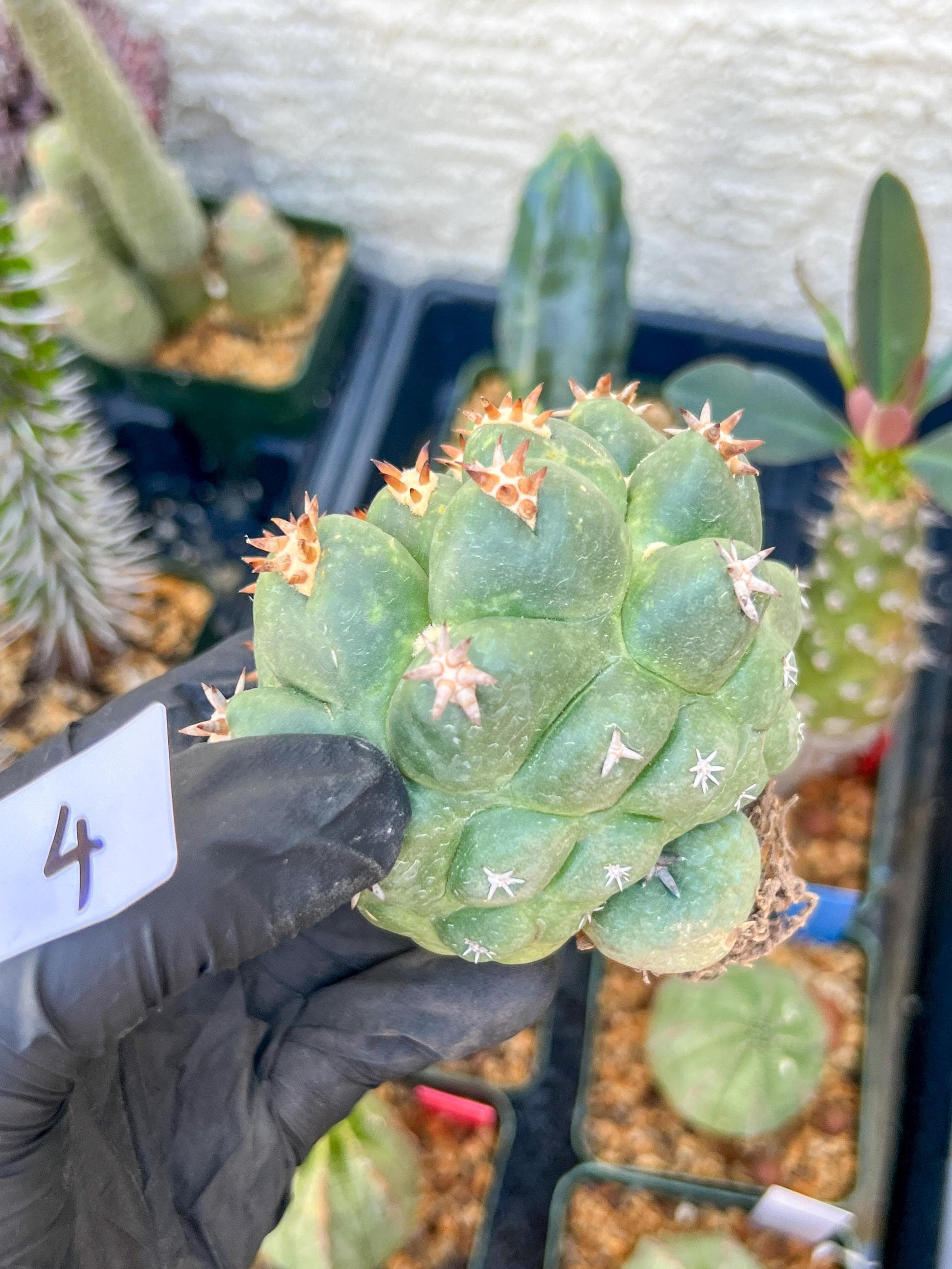 Mature Coryphantha Tanshi (#4) | Imported Cactus