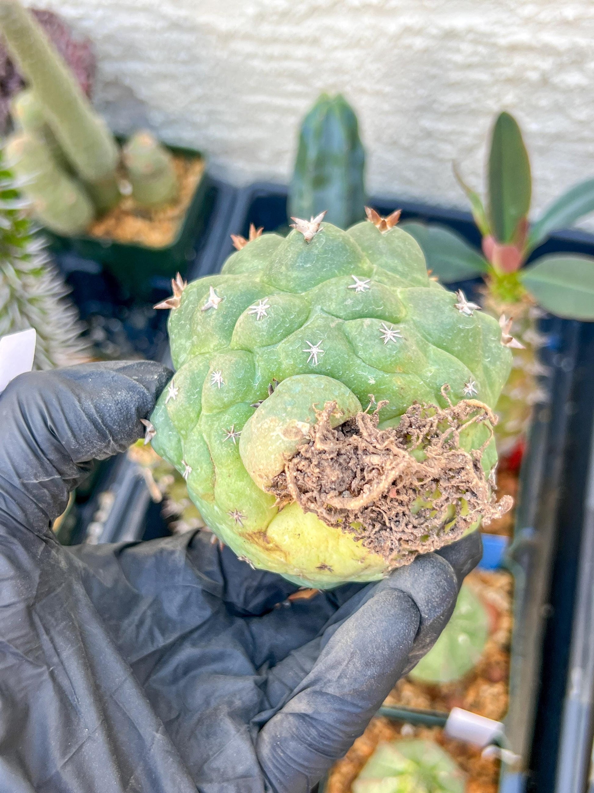 Mature Coryphantha Tanshi (#4) | Imported Cactus