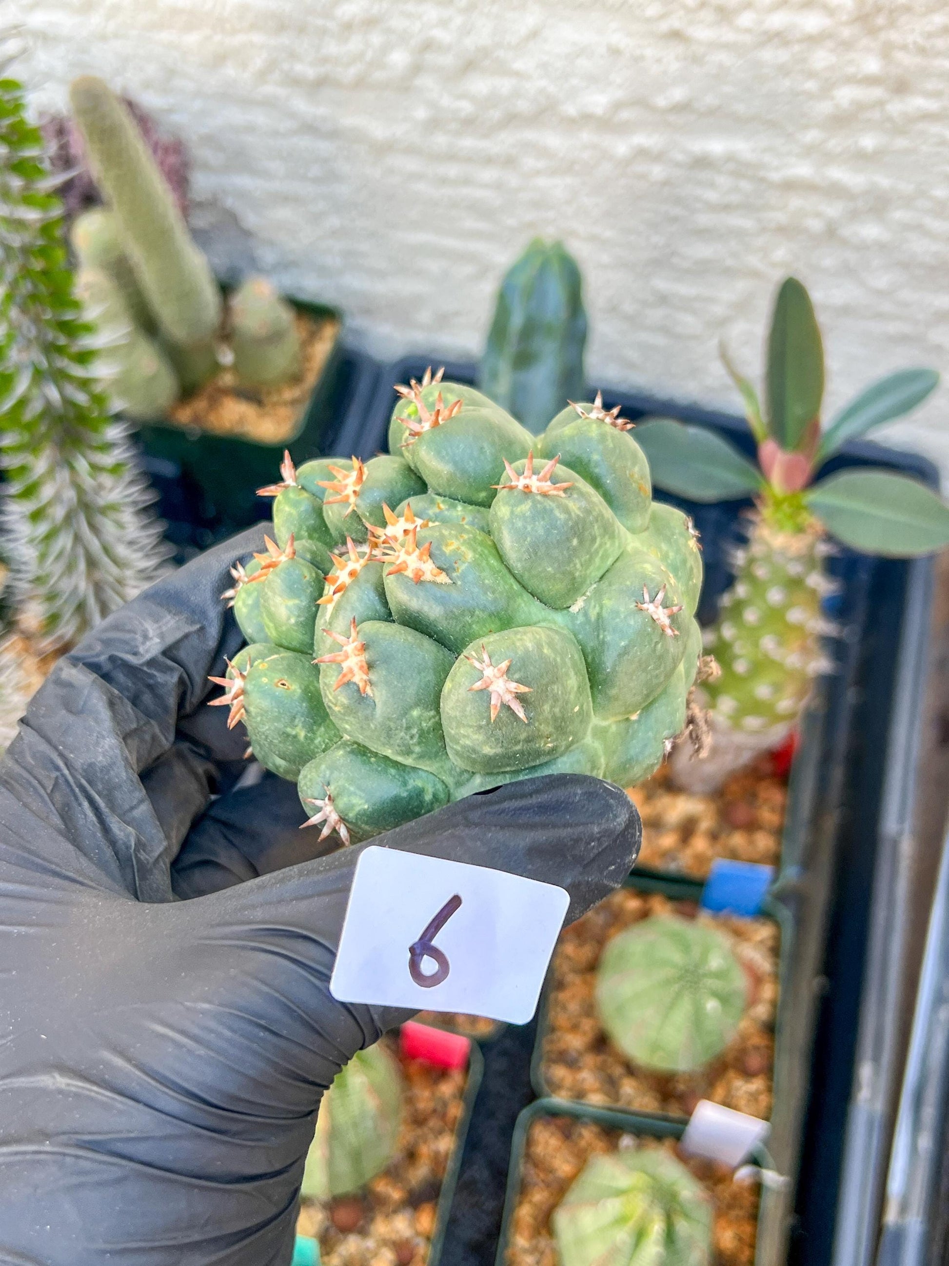 Mature Coryphantha Tanshi (#6) | Imported Cactus