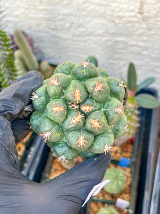 Mature Coryphantha Tanshi (#6) | Imported Cactus