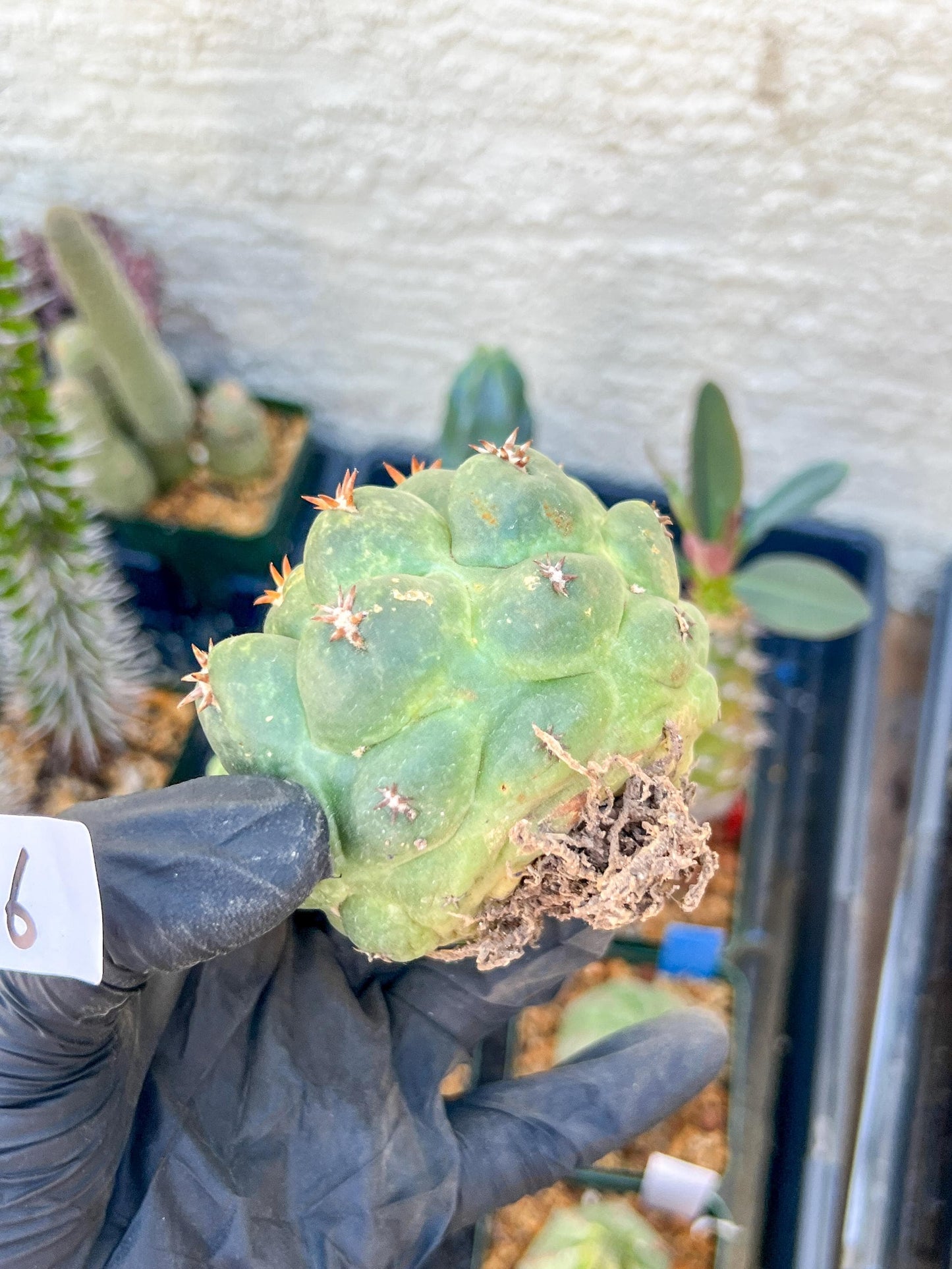 Mature Coryphantha Tanshi (#6) | Imported Cactus