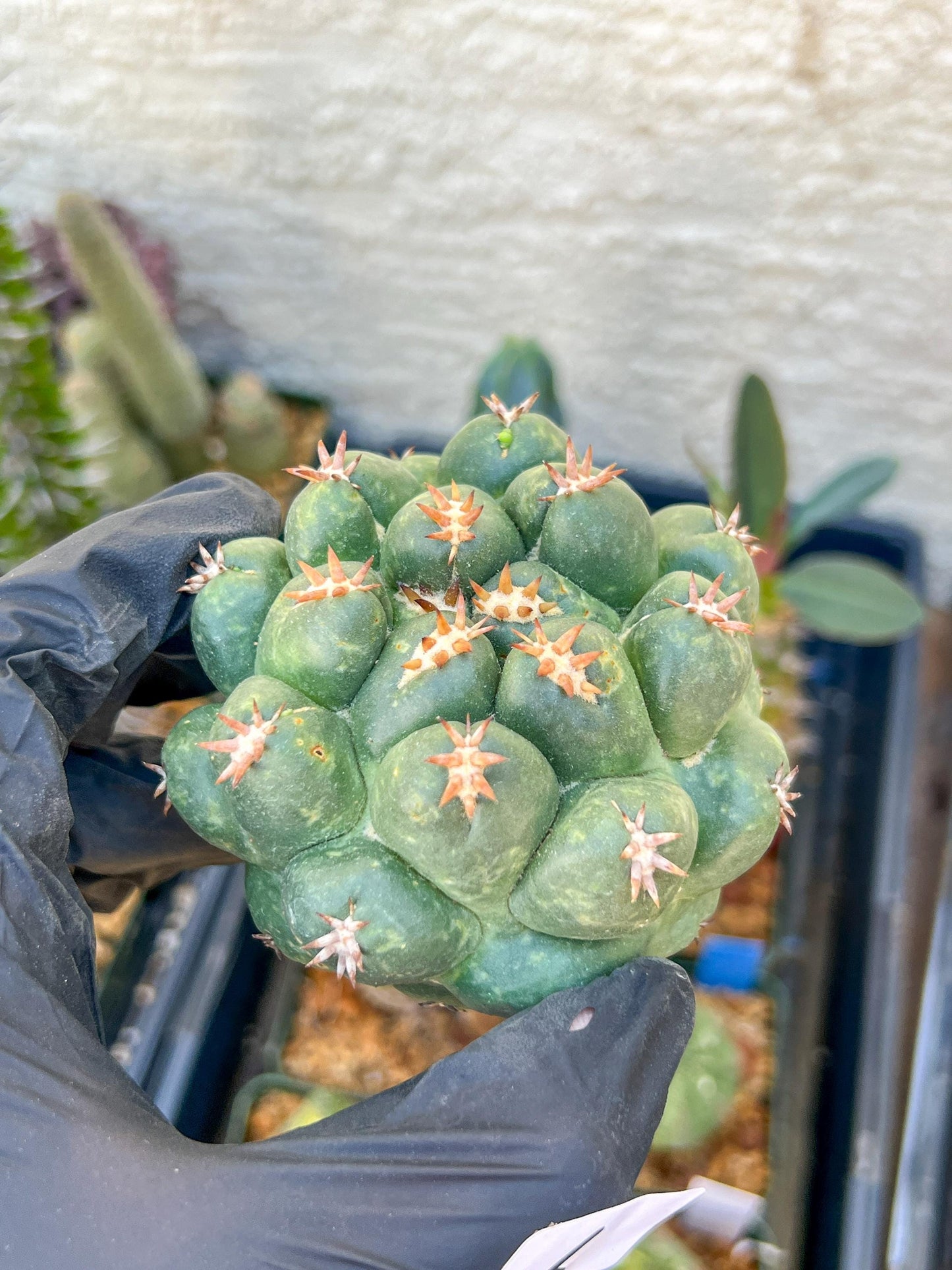 Mature Coryphantha Tanshi (#6) | Imported Cactus