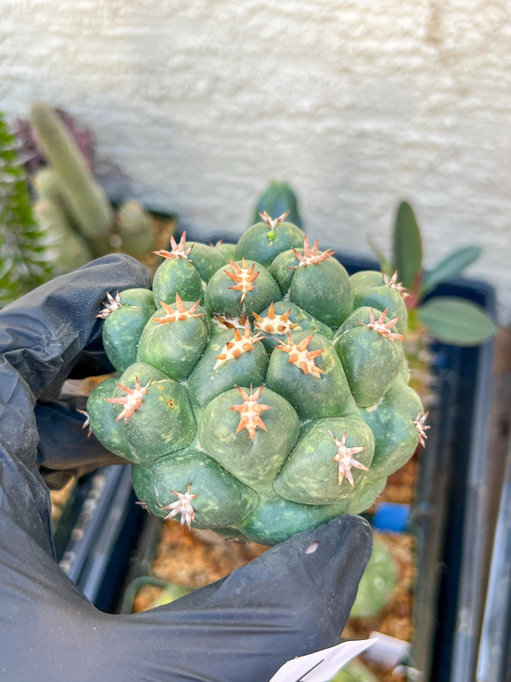 Mature Coryphantha Tanshi (#6) | Imported Cactus