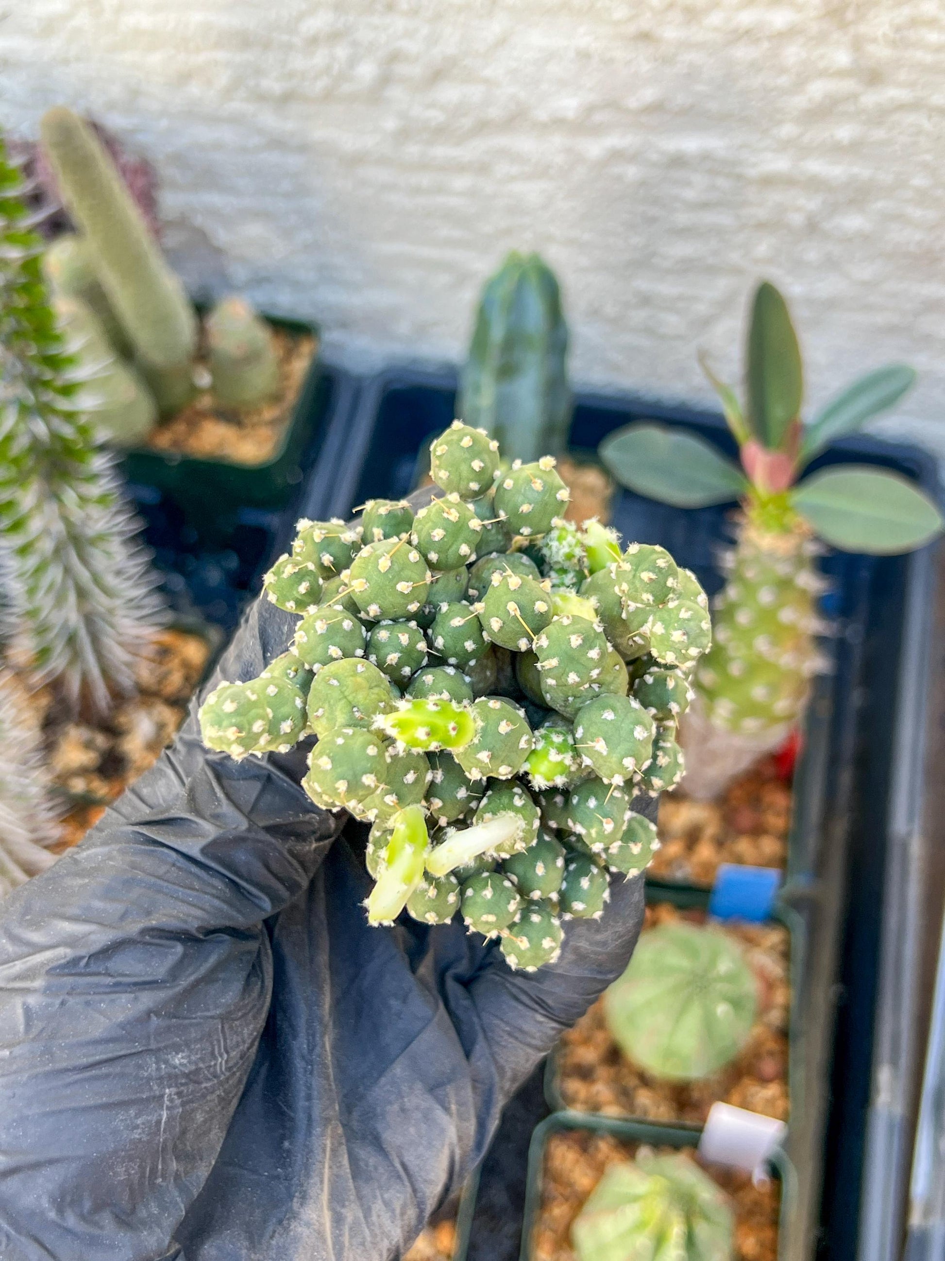 Tephrocactus Rossianus | Imported Cactus