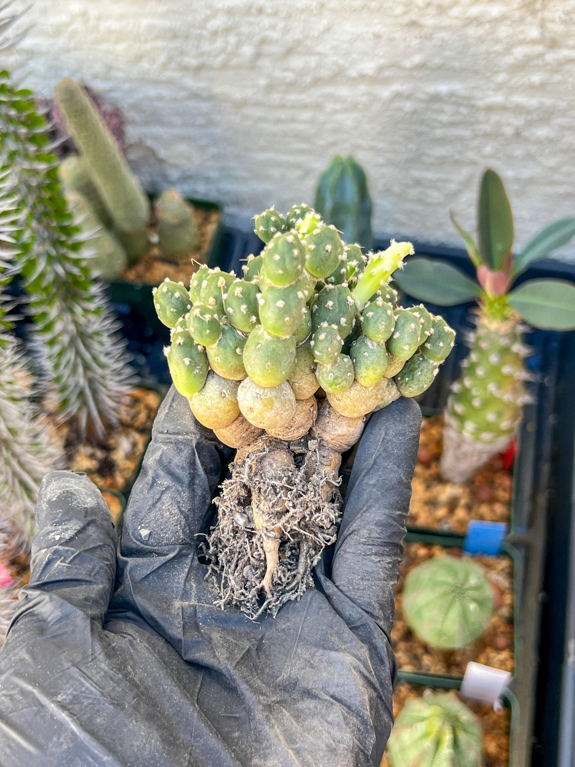 Tephrocactus Rossianus | Imported Cactus