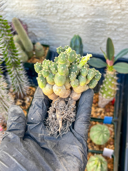Tephrocactus Rossianus | Imported Cactus