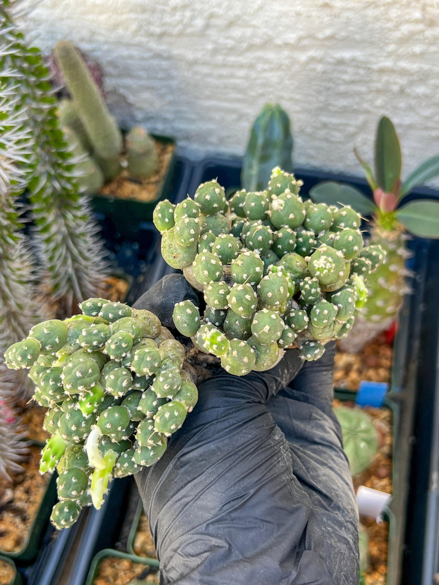 Tephrocactus Rossianus | Imported Cactus